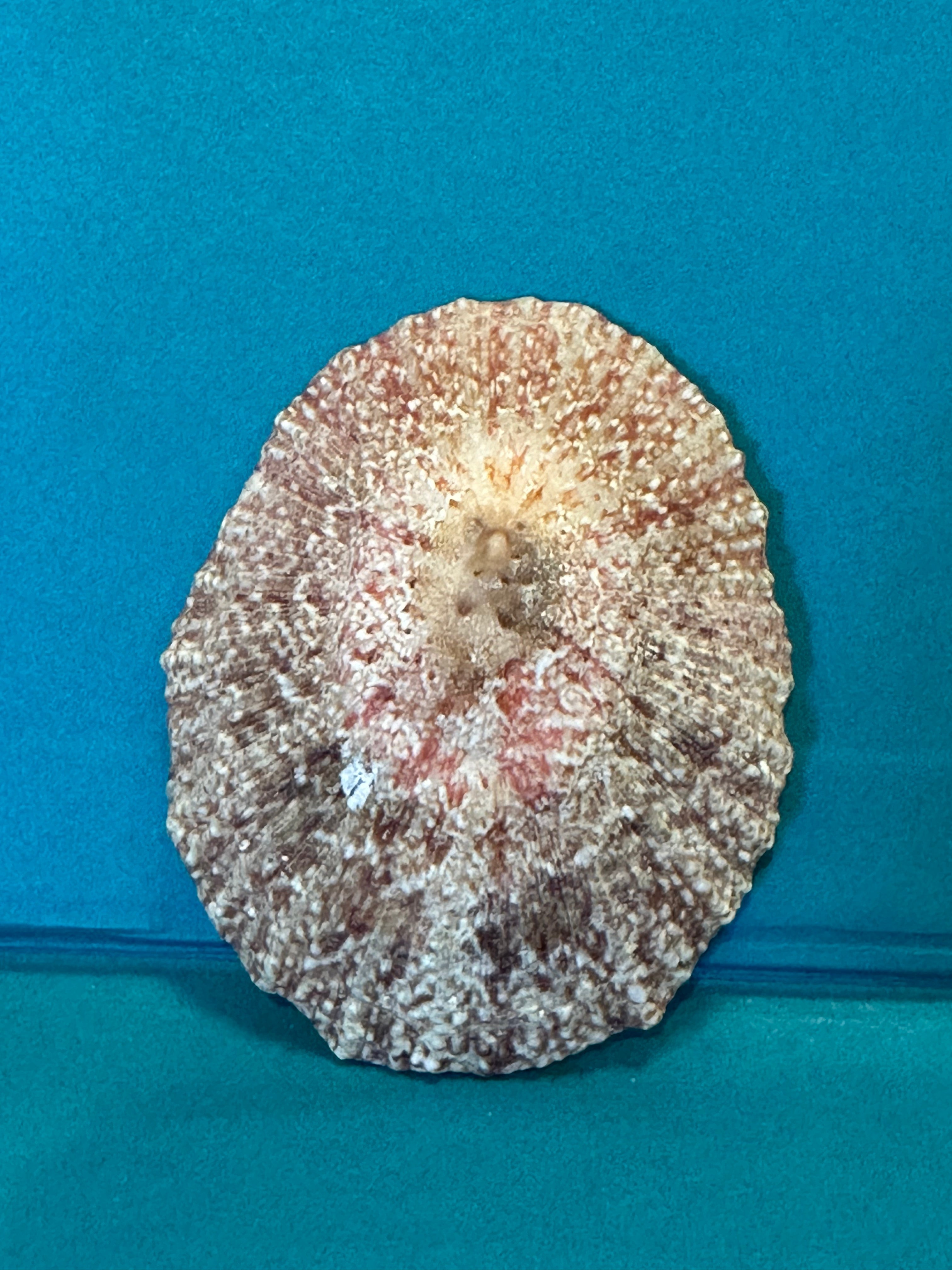 Pink Rayed Limpet - Cymbula miniata with Documentation