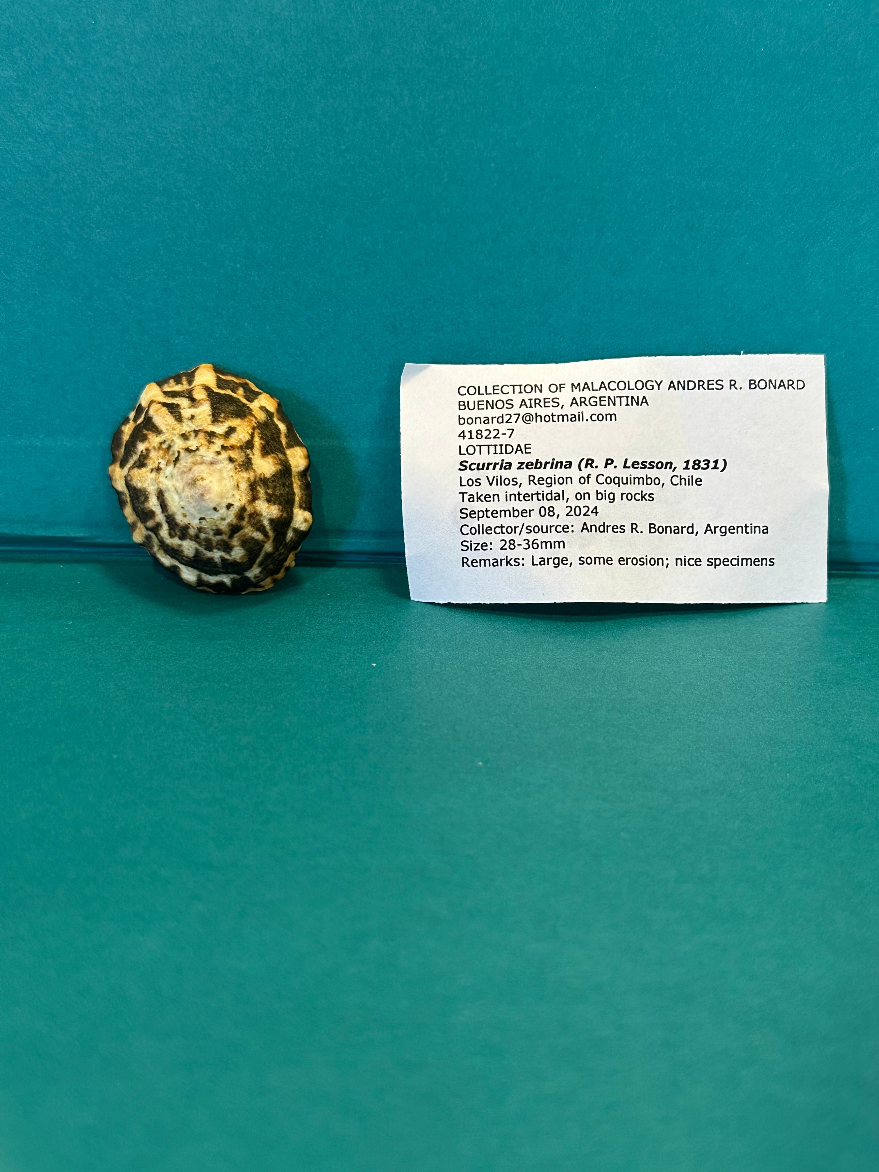 Zebra Limpet - Scurria zebrina with Documentation