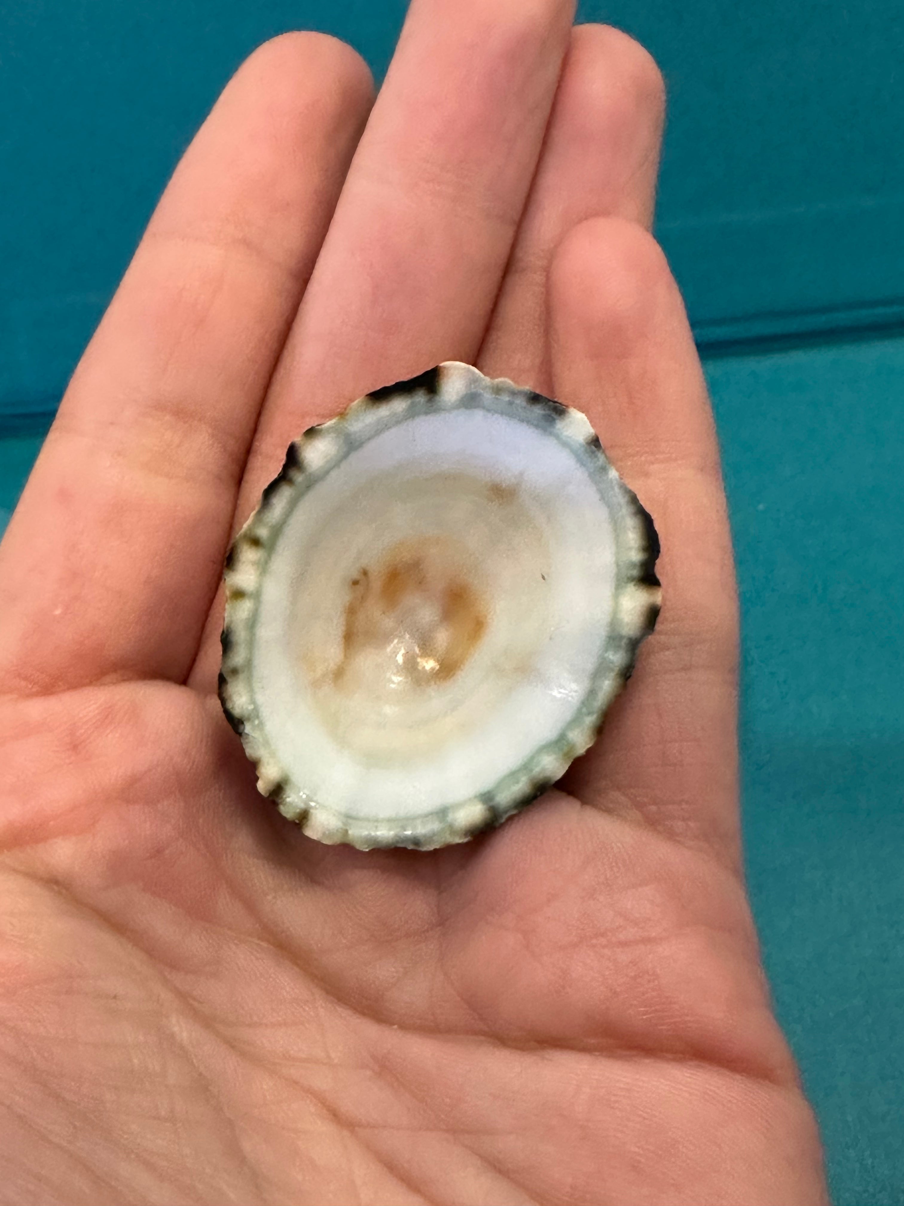 Zebra Limpet - Scurria zebrina with Documentation