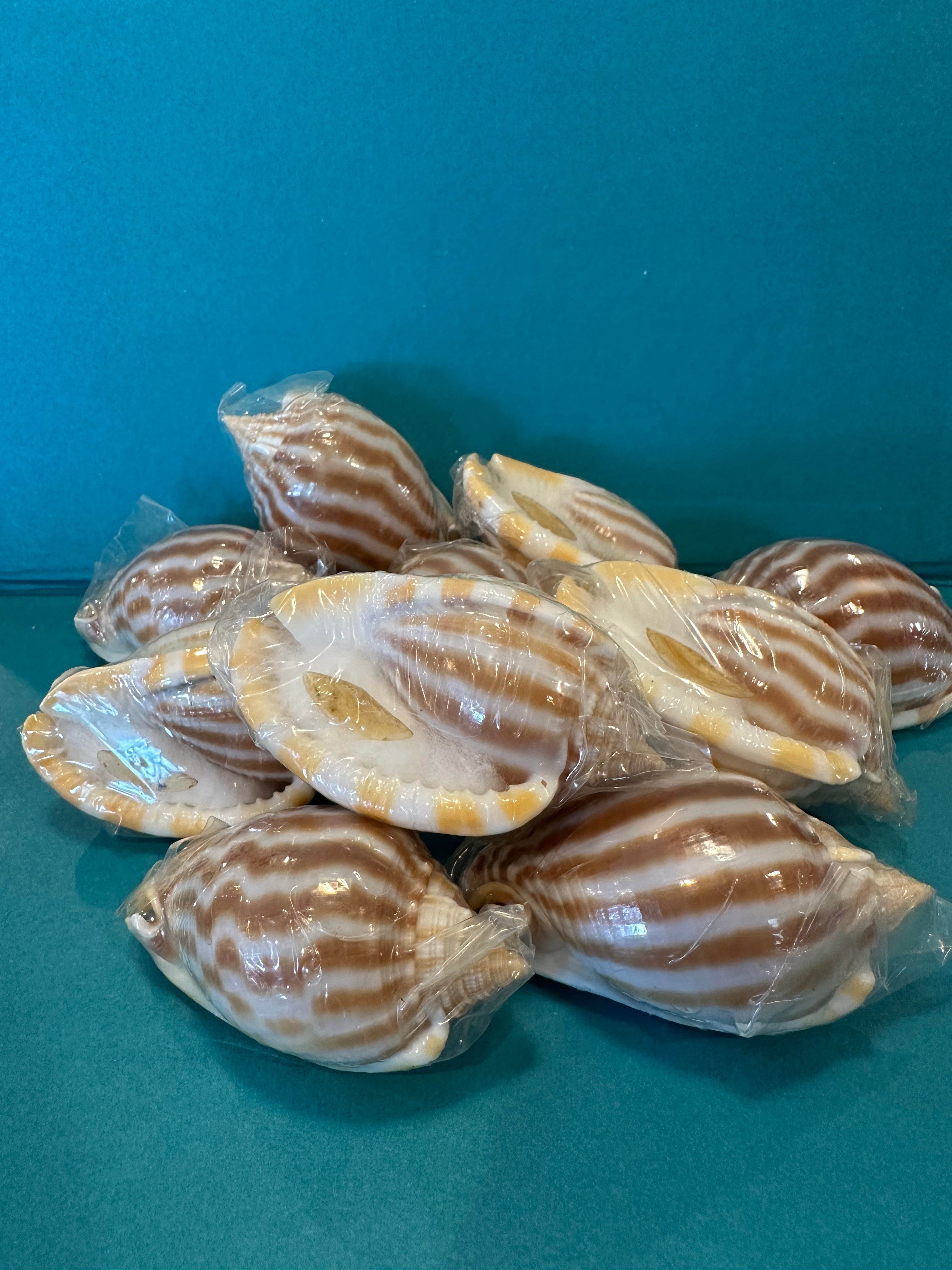 Striped/Flamed Bonnet Shell - Cassis strigatum with Operculum