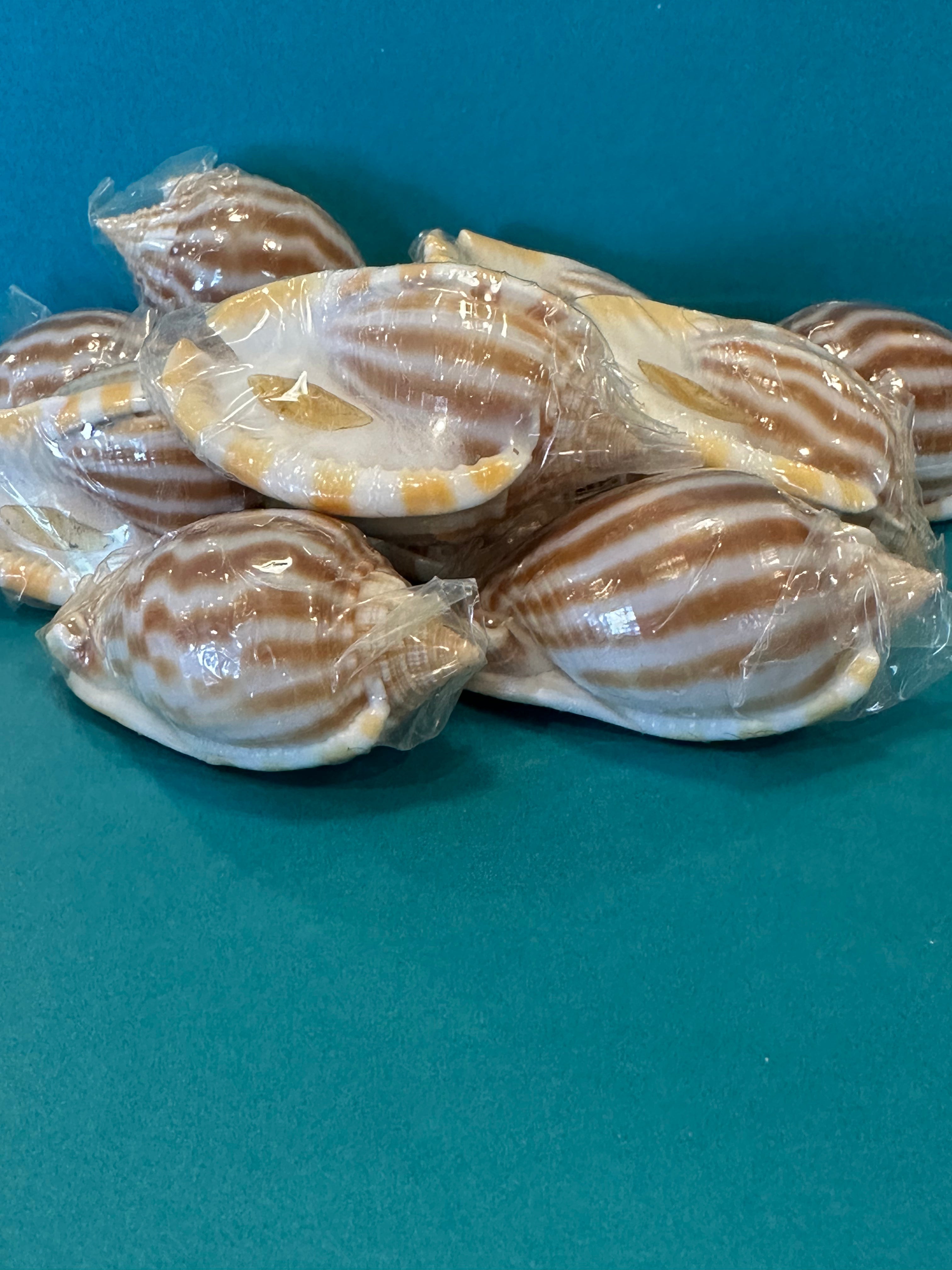 Striped/Flamed Bonnet Shell - Cassis strigatum with Operculum
