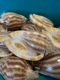 Striped/Flamed Bonnet Shell - Cassis strigatum with Operculum
