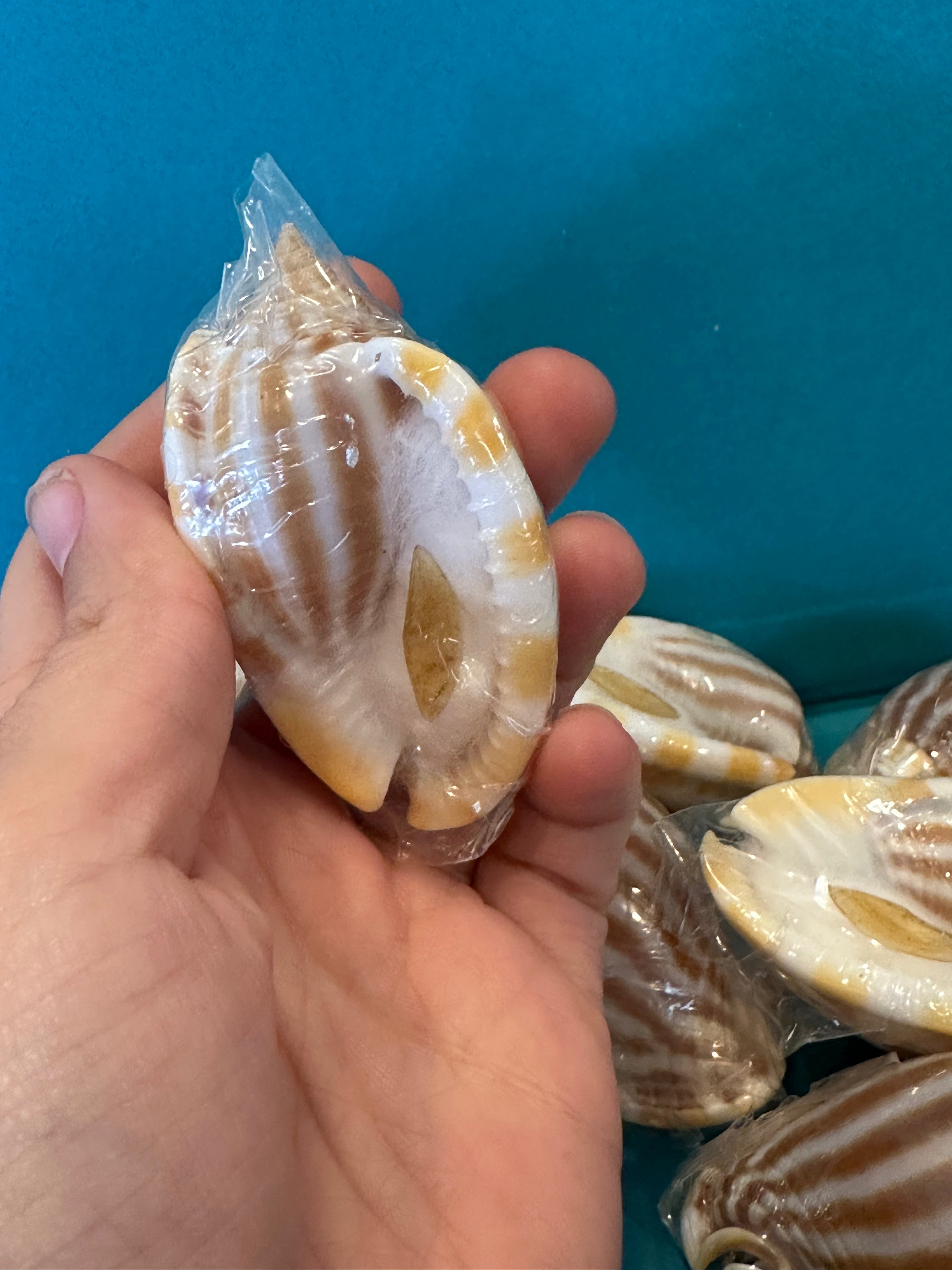 Striped/Flamed Bonnet Shell - Cassis strigatum with Operculum