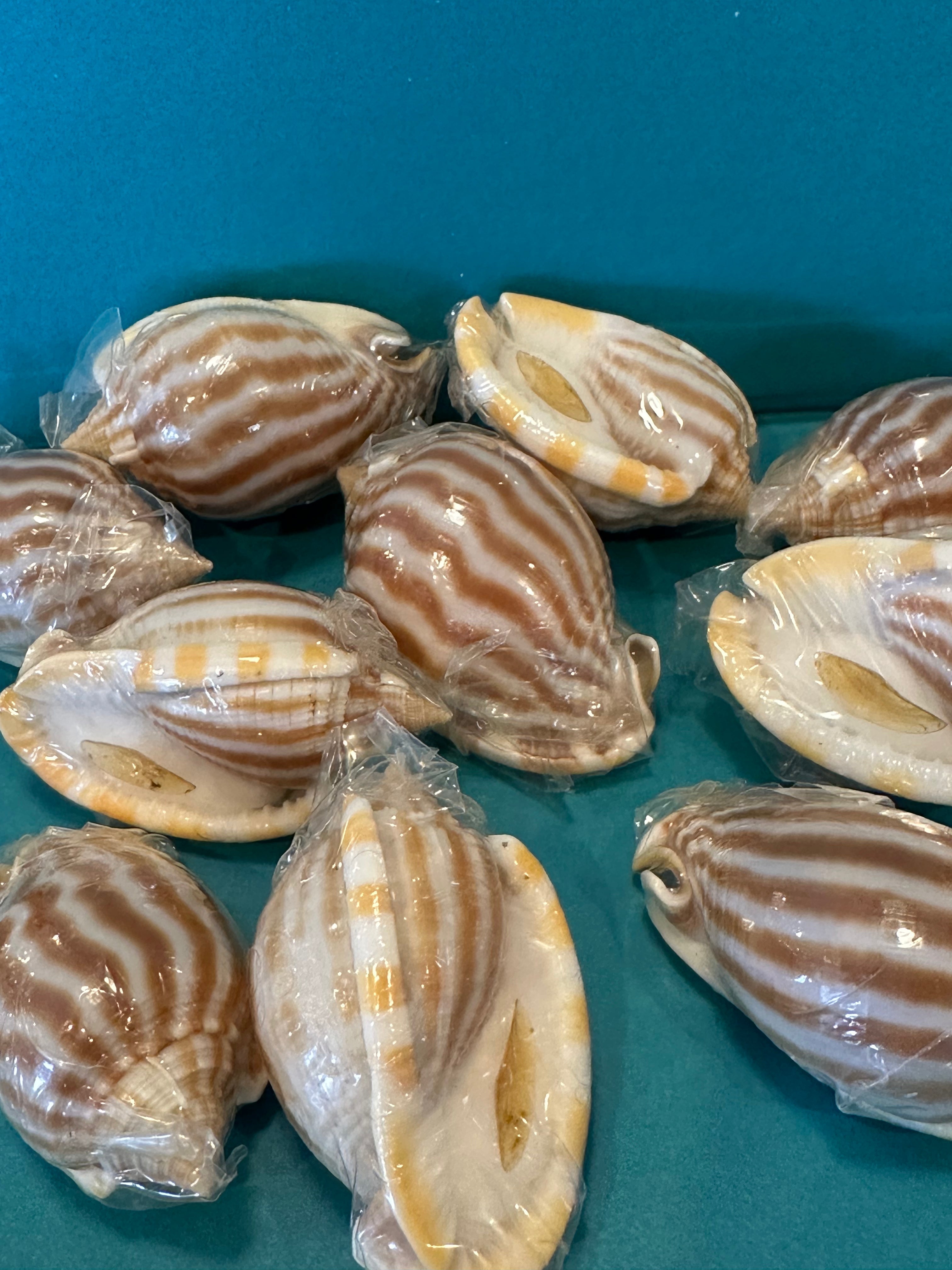 Striped/Flamed Bonnet Shell - Cassis strigatum with Operculum