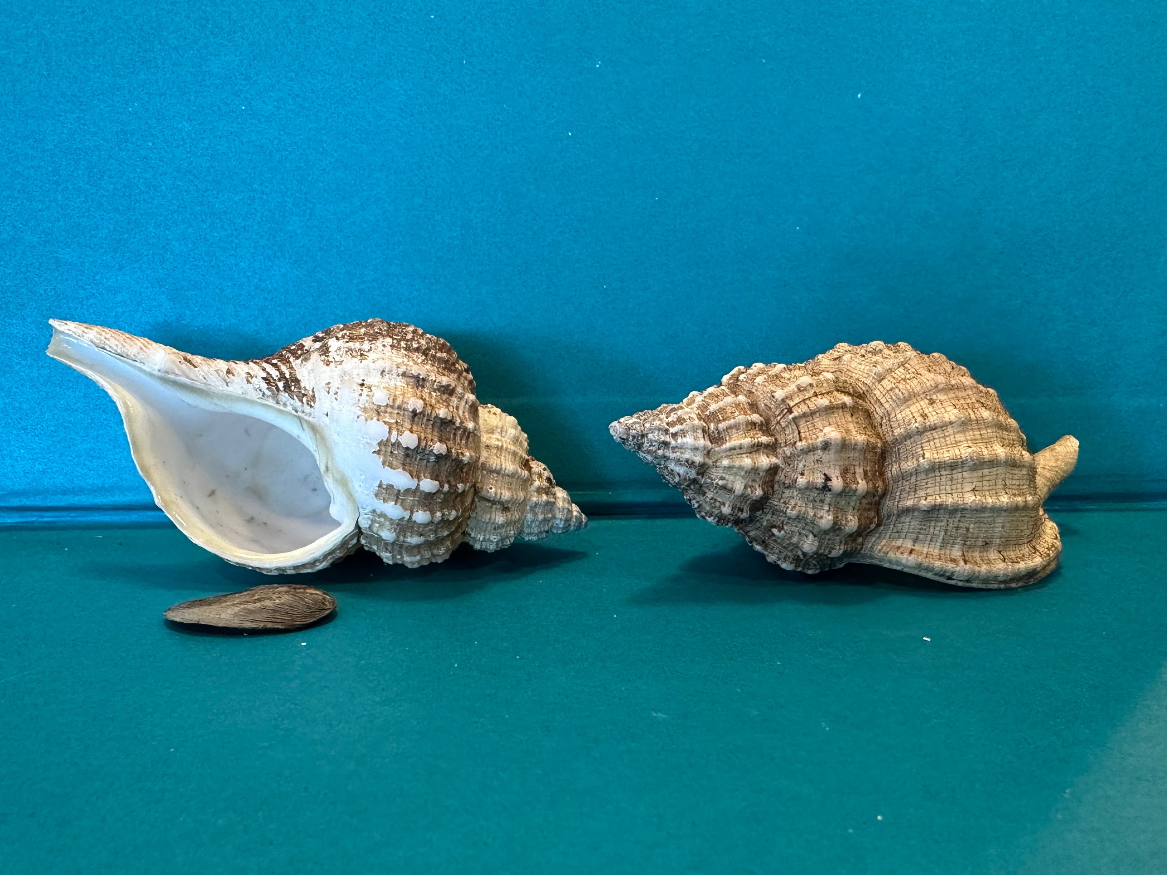 Oregon Hairy Triton - Fusitriton oregonensis with Documentation & Operculum