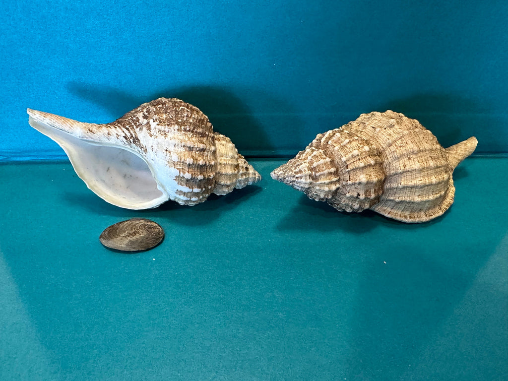 Oregon Hairy Triton - Fusitriton oregonensis with Documentation & Operculum