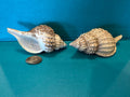 Oregon Hairy Triton - Fusitriton oregonensis with Documentation & Operculum