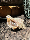 Ezo Neptune - Neptunea polycostata with Documentation & Operculum