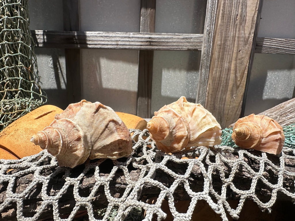 Growth Series Ezo Neptune - Neptunea polycostata with Documentation & Operculum
