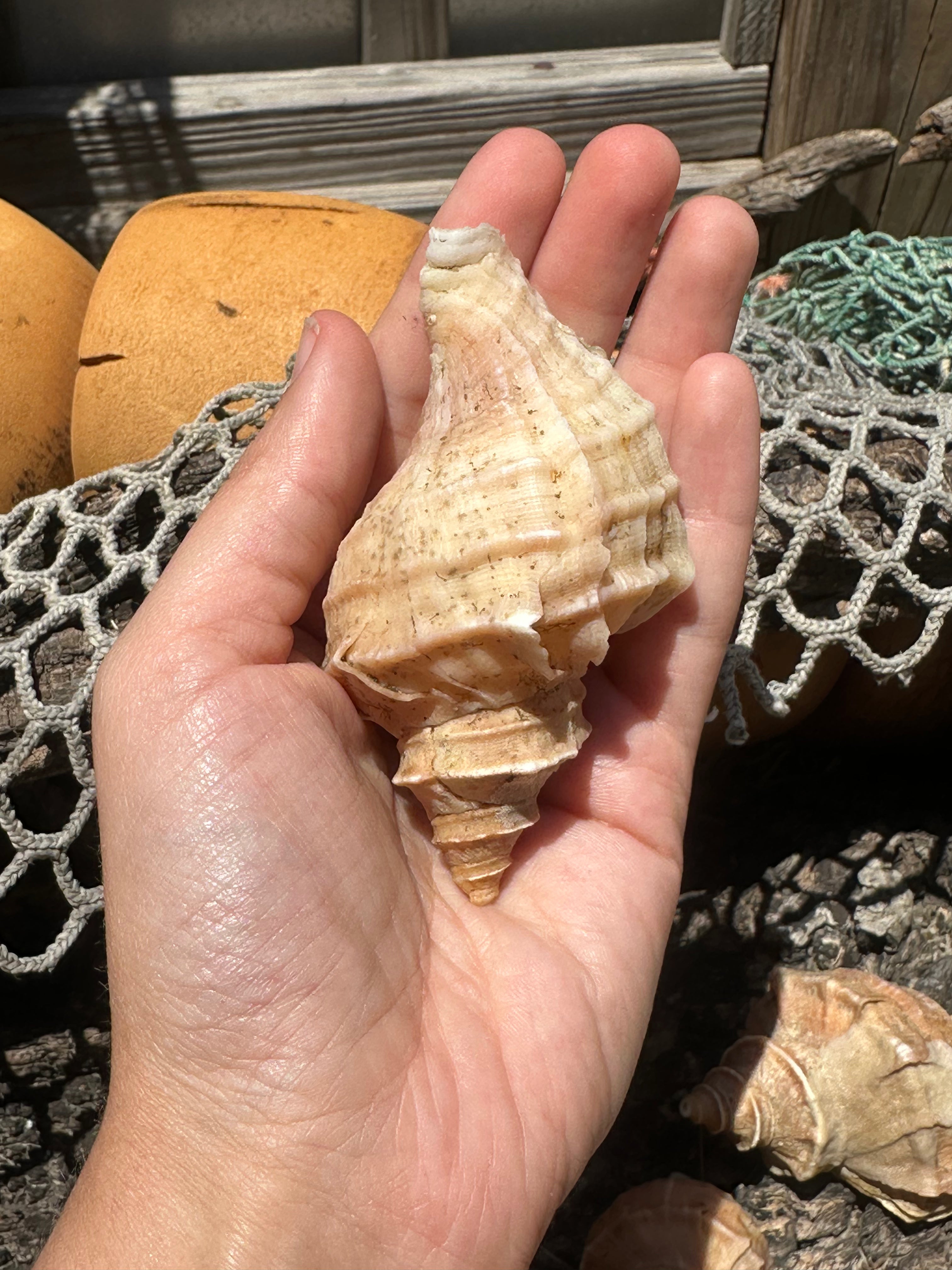 Growth Series Ezo Neptune - Neptunea polycostata with Documentation & Operculum