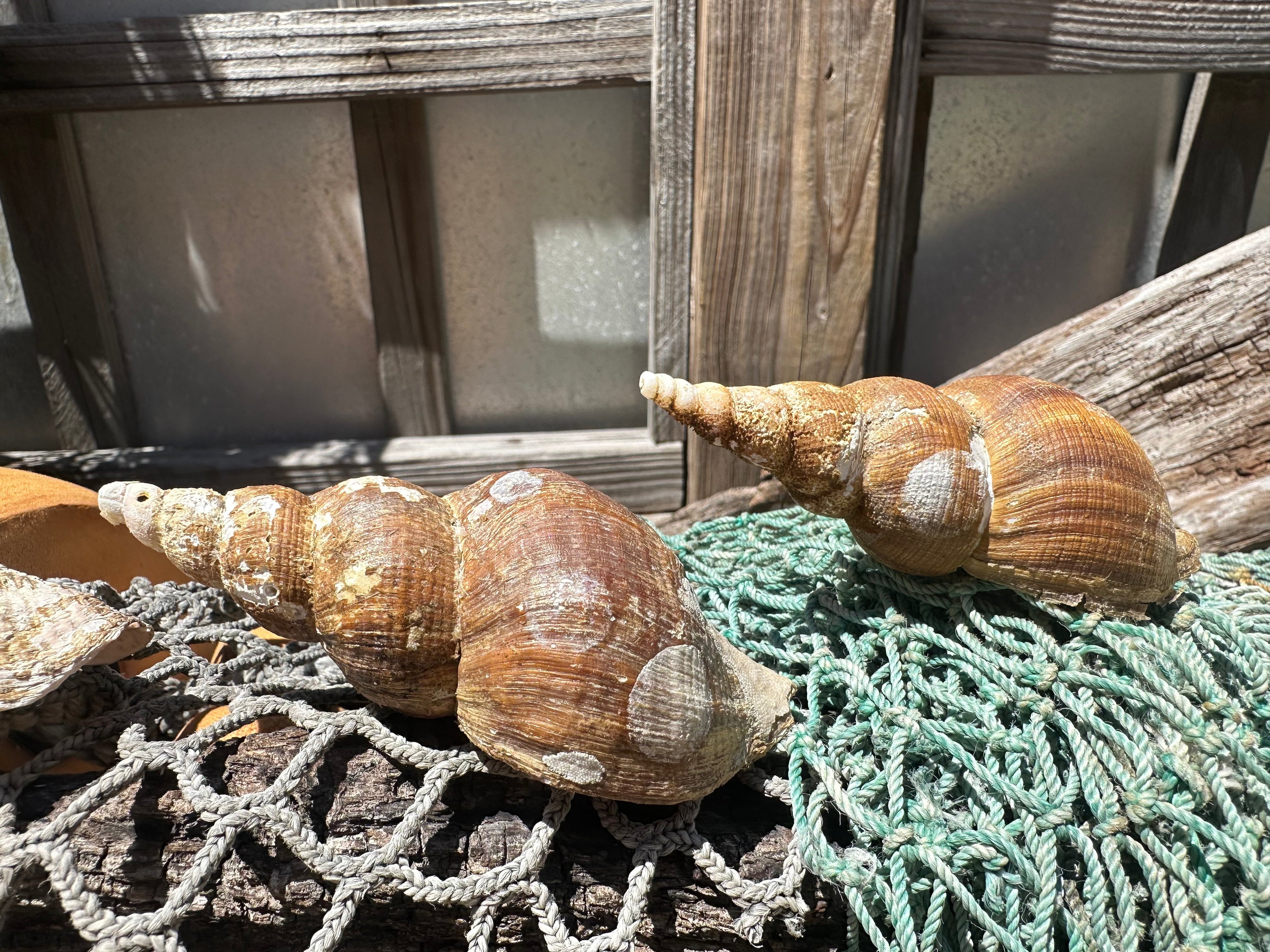 4 Shell Growth Series Friele Whelk - Beringius frielei with Documentation & Opercula
