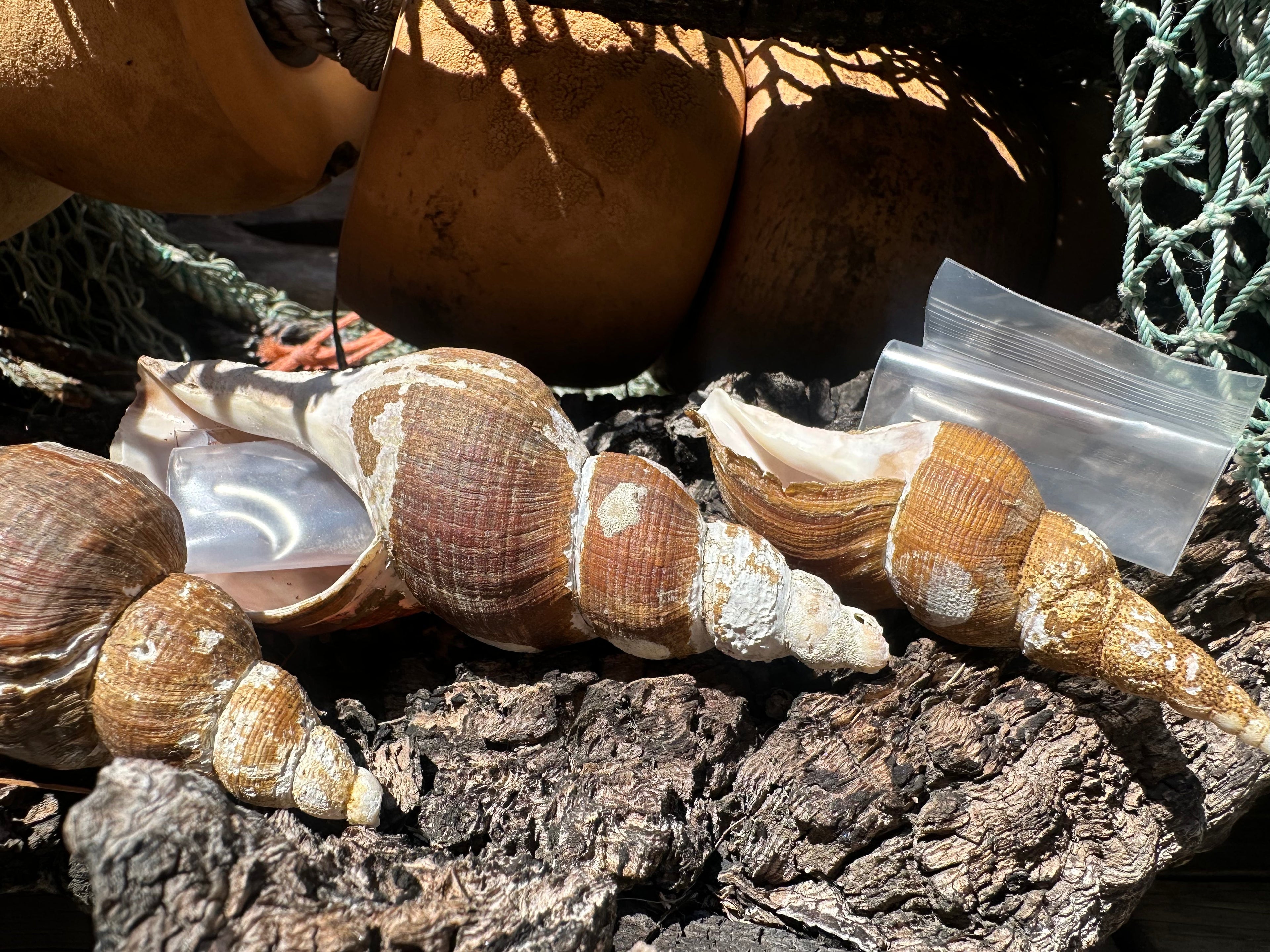 4 Shell Growth Series Friele Whelk - Beringius frielei with Documentation & Opercula