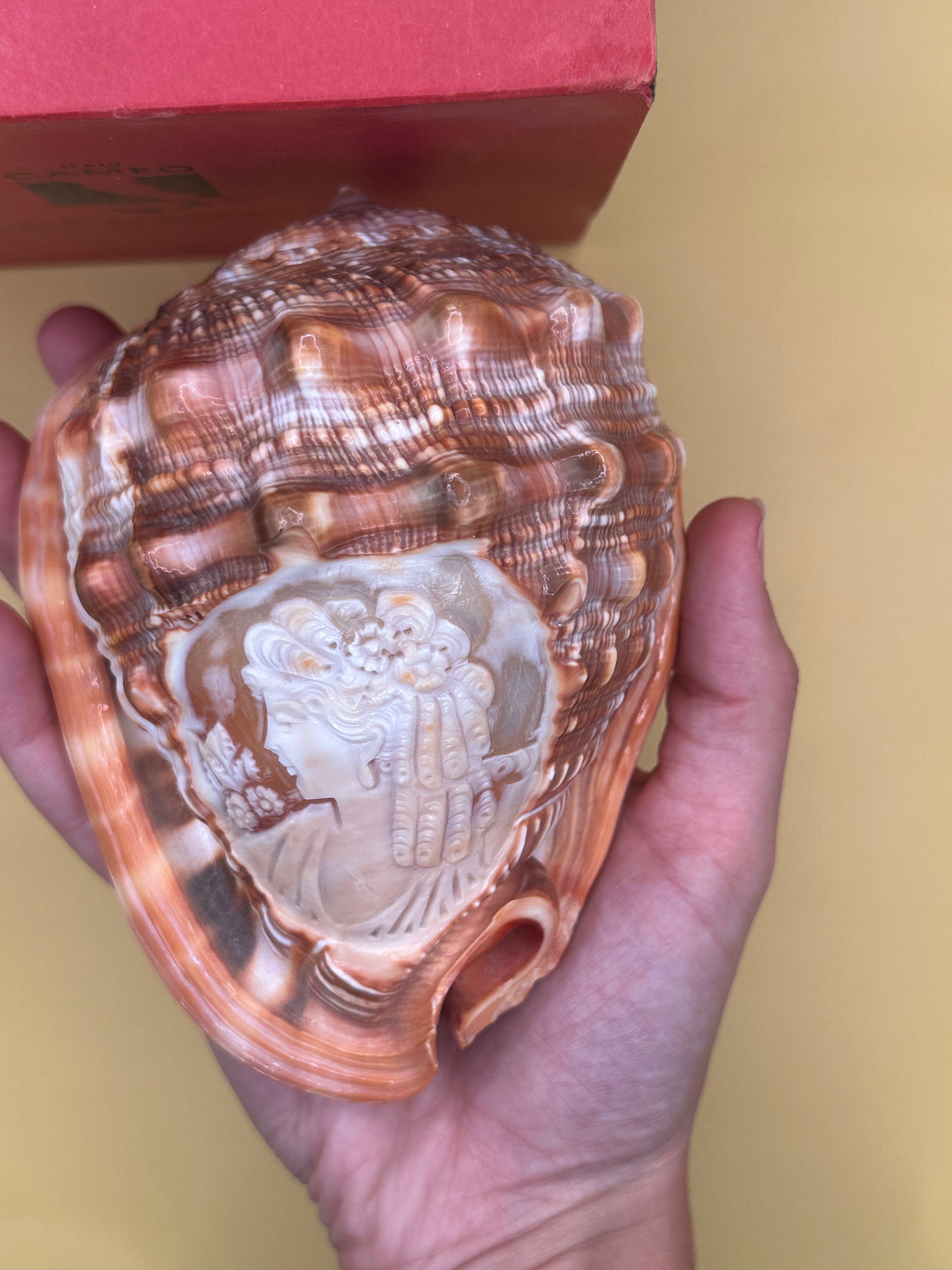 Carved Cameo Helmet Shell Display – M+M Scognamiglio Hand-Carved Specimen (5.2")