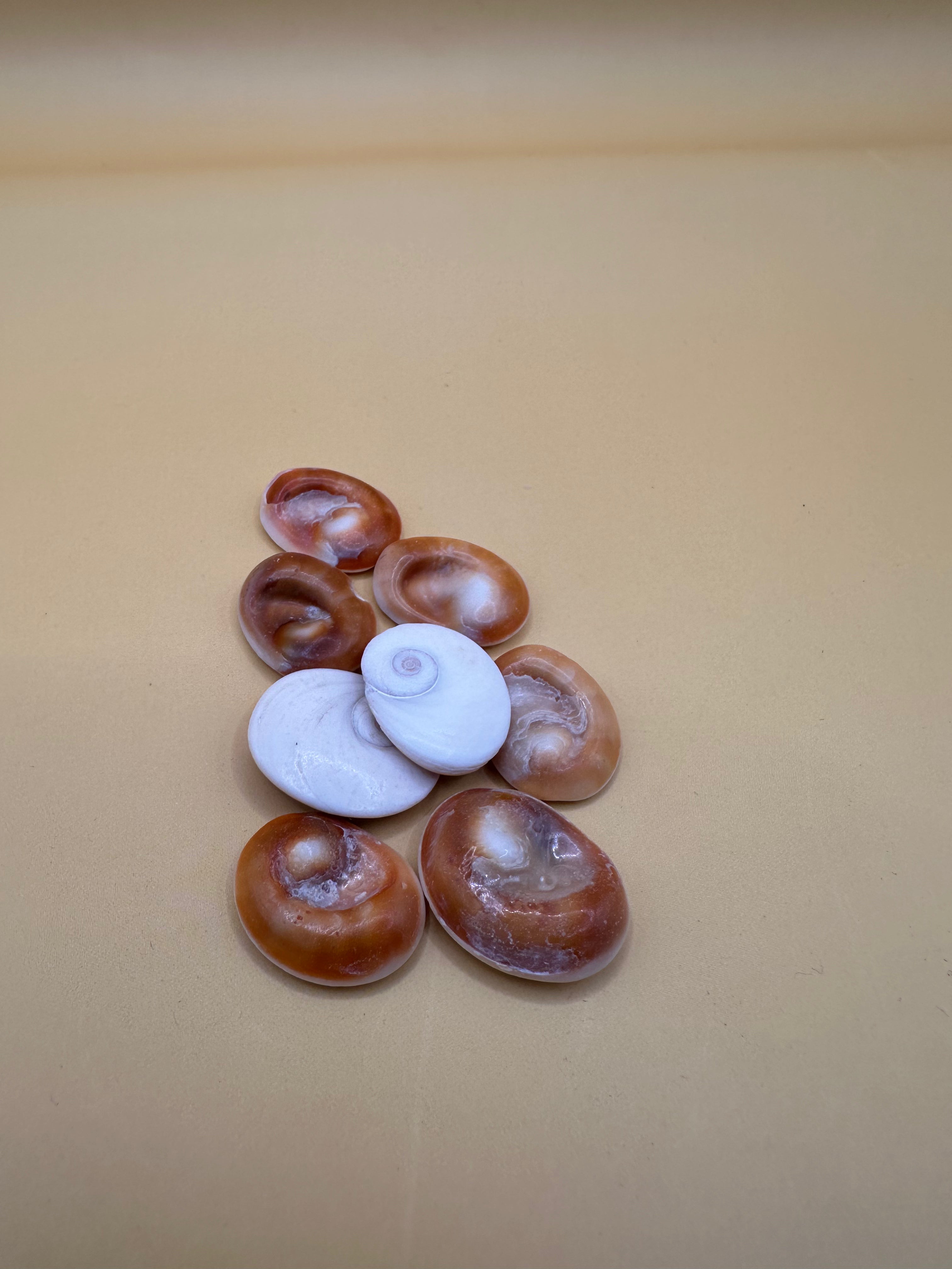 Set of 4 Golden Operculum Shells – Turbo petholatus – Craft Shells for DIY Jewelry & Art