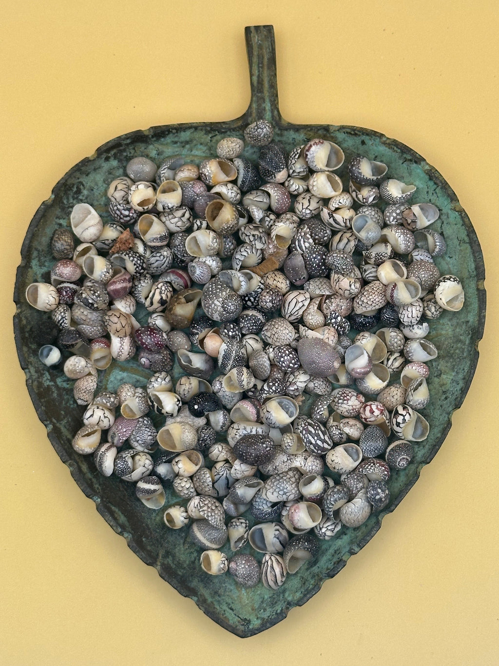 Bulk Mixed Micro Nerita Shells (Nerita sp.) – 10 Pieces Craft Shells for DIY & Collectors