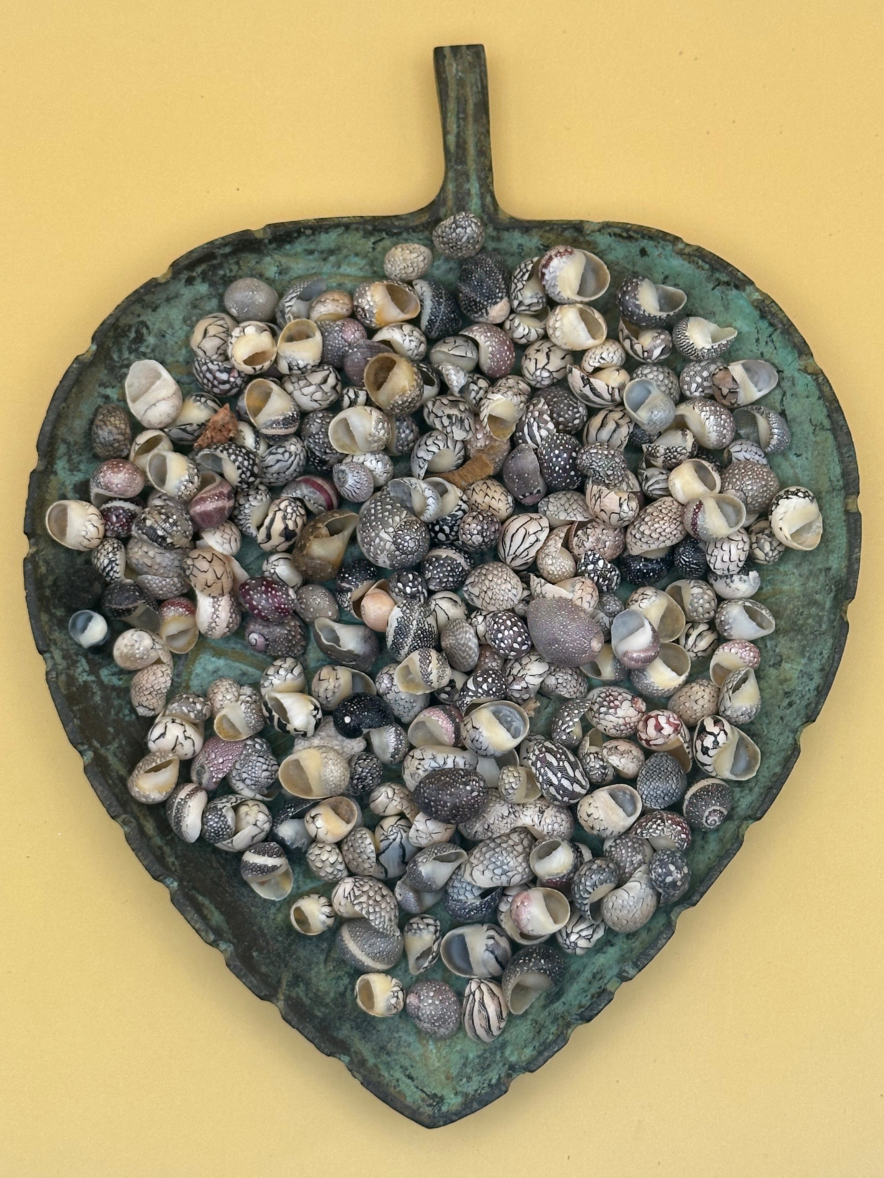 Bulk Mixed Micro Nerita Shells (Nerita sp.) – 10 Pieces Craft Shells for DIY & Collectors