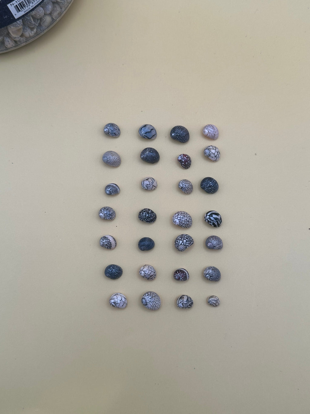 Bulk Mixed Micro Nerita Shells (Nerita sp.) – 10 Pieces Craft Shells for DIY & Collectors