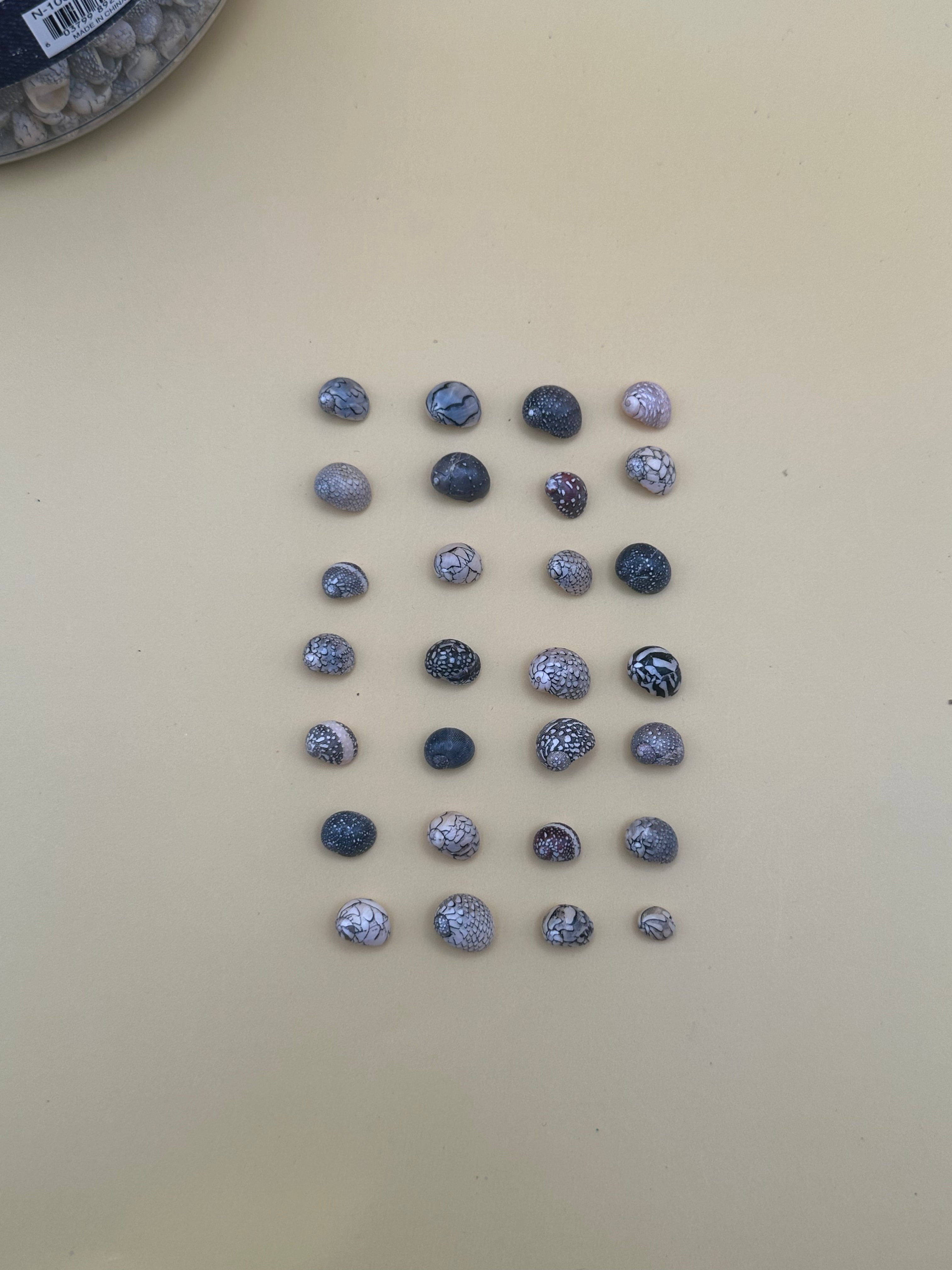 Bulk Mixed Micro Nerita Shells (Nerita sp.) – 10 Pieces Craft Shells for DIY & Collectors