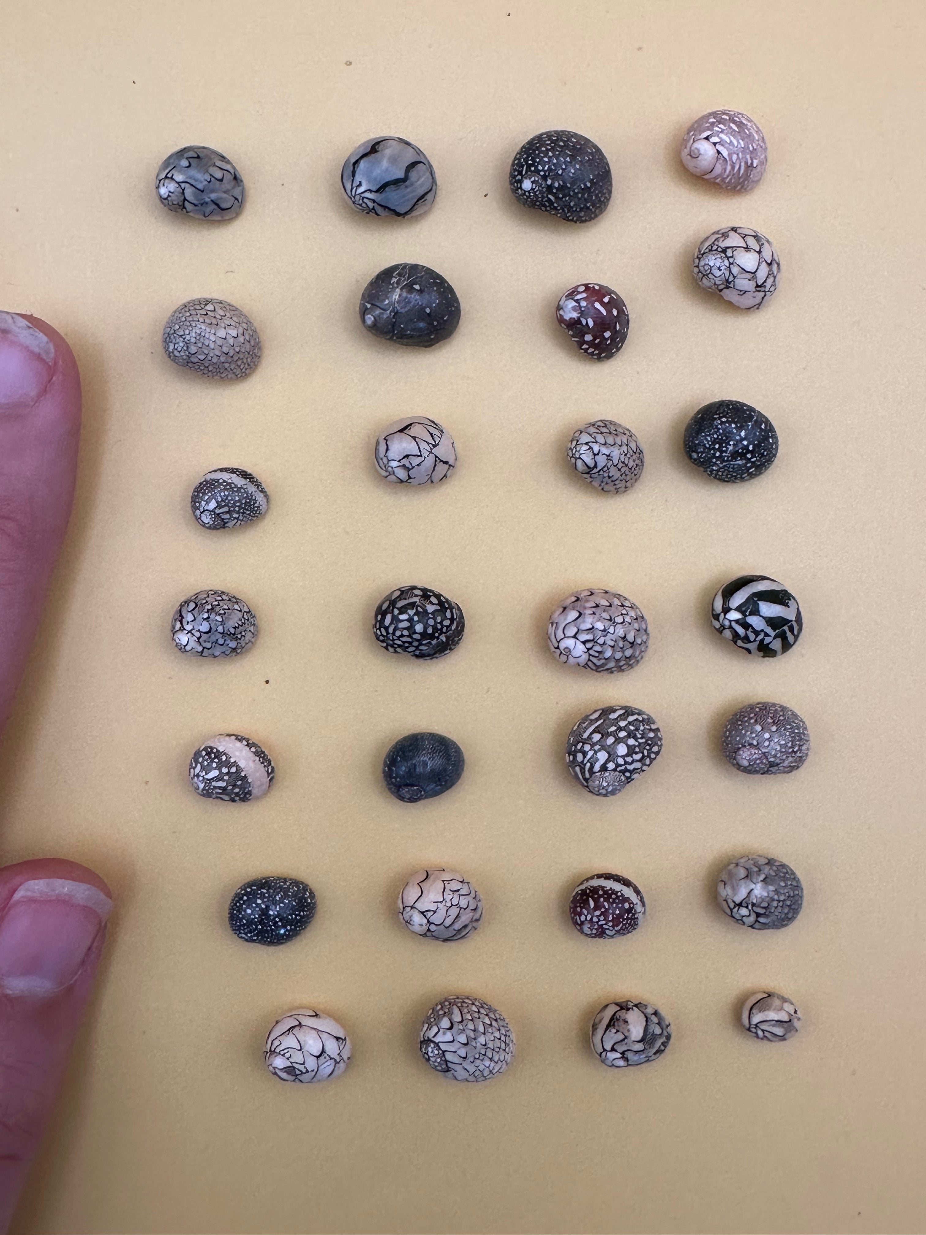 Bulk Mixed Micro Nerita Shells (Nerita sp.) – 10 Pieces Craft Shells for DIY & Collectors