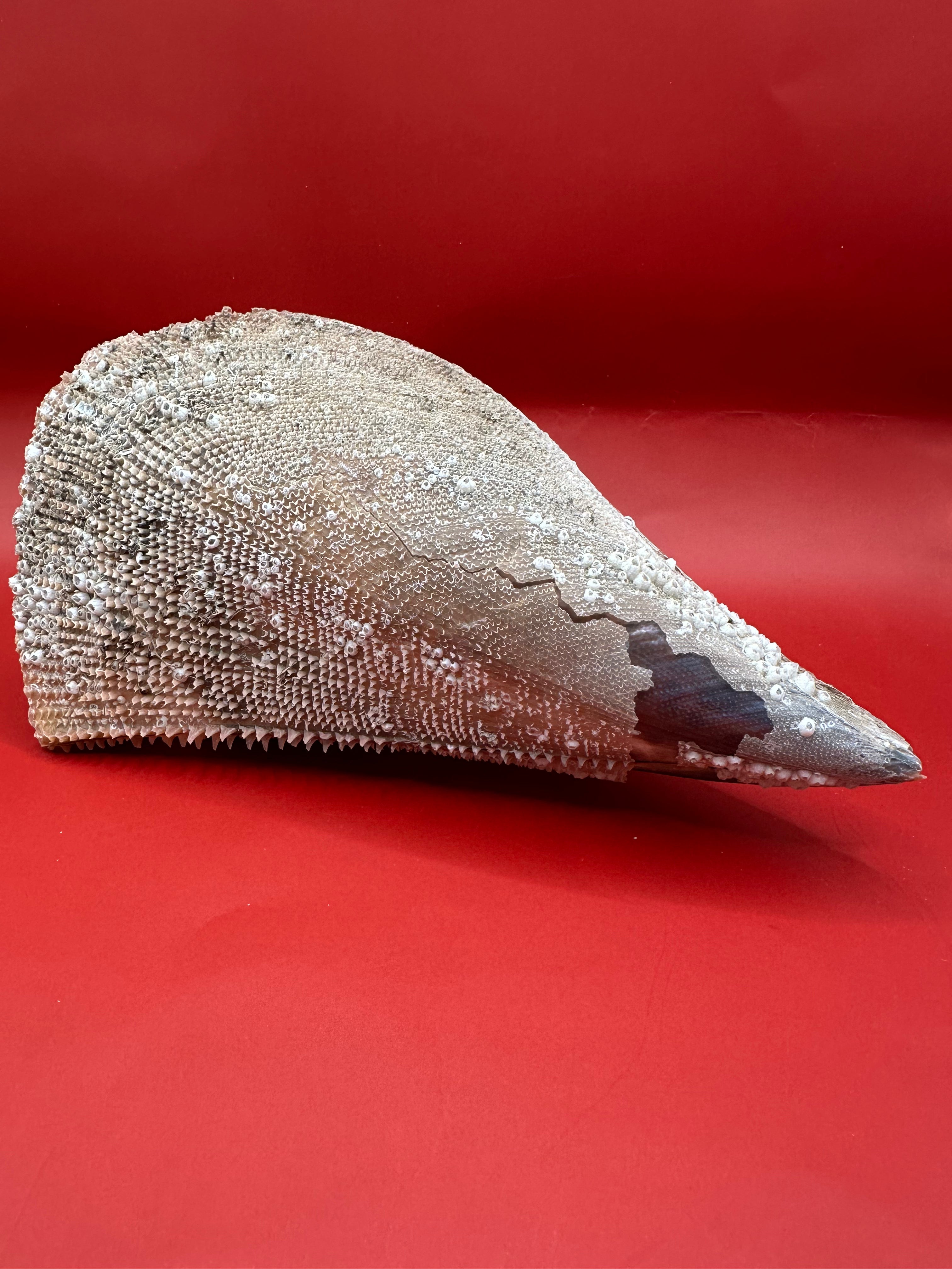 Barnacle Encrusted Rigid Pen Shell Display – Atrina rigida Approx. 8"