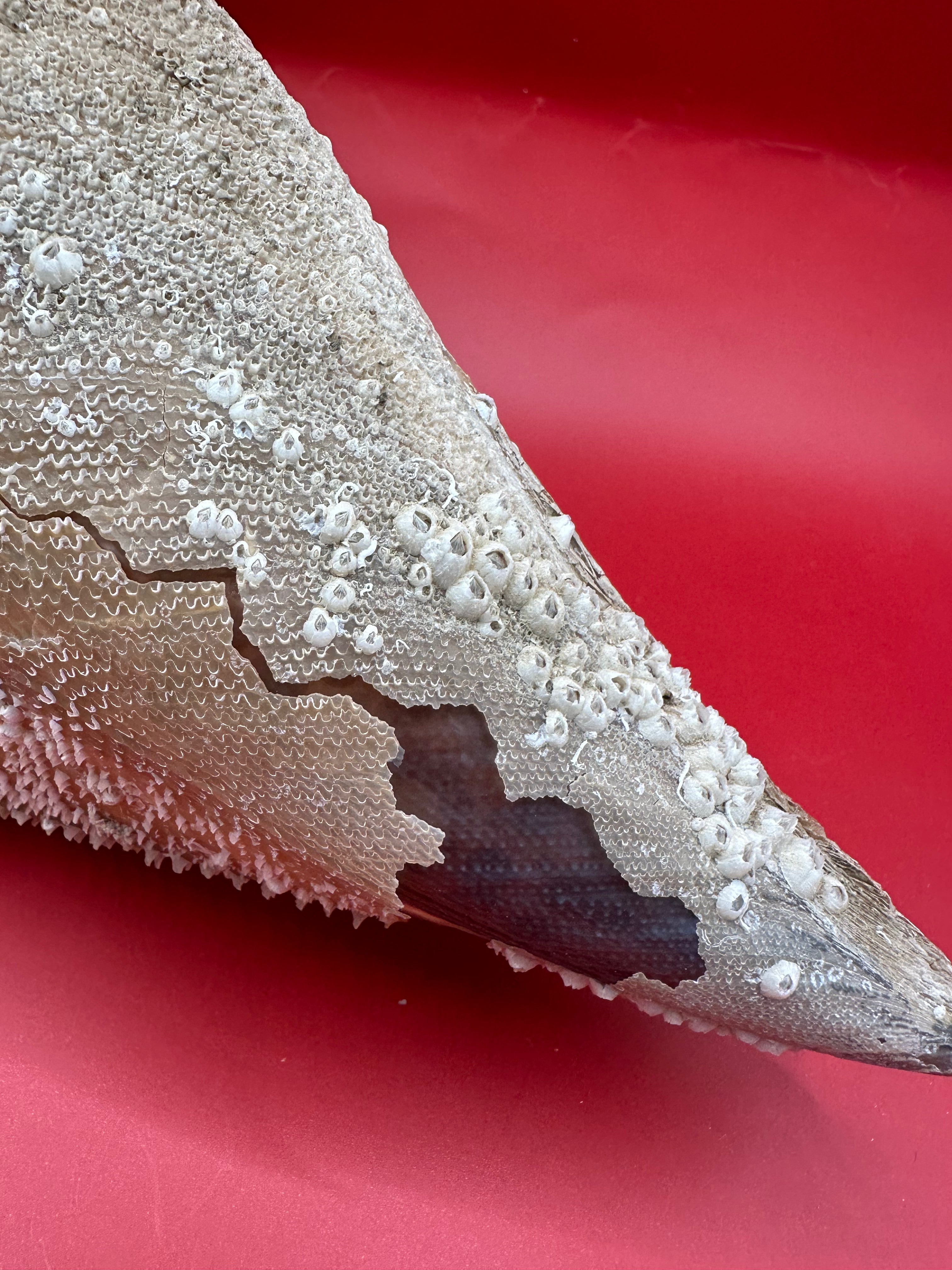Barnacle Encrusted Rigid Pen Shell Display – Atrina rigida Approx. 8"