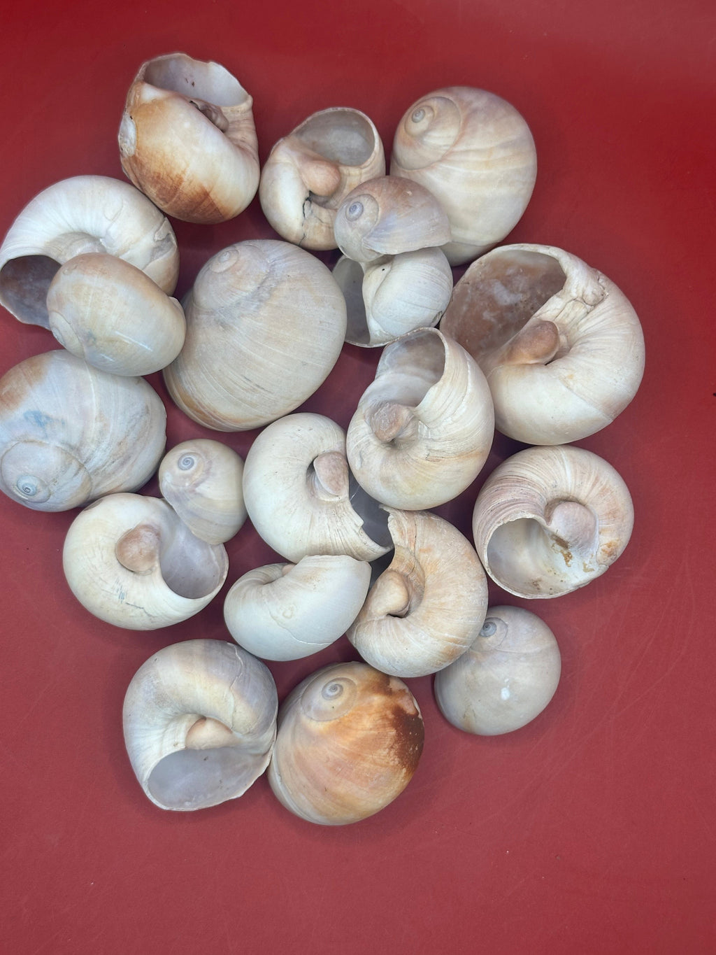 Beach Collected Whale’s Eye Moon Snail Shells – 1-2" Natural Craft Shells (Neverita didyma)