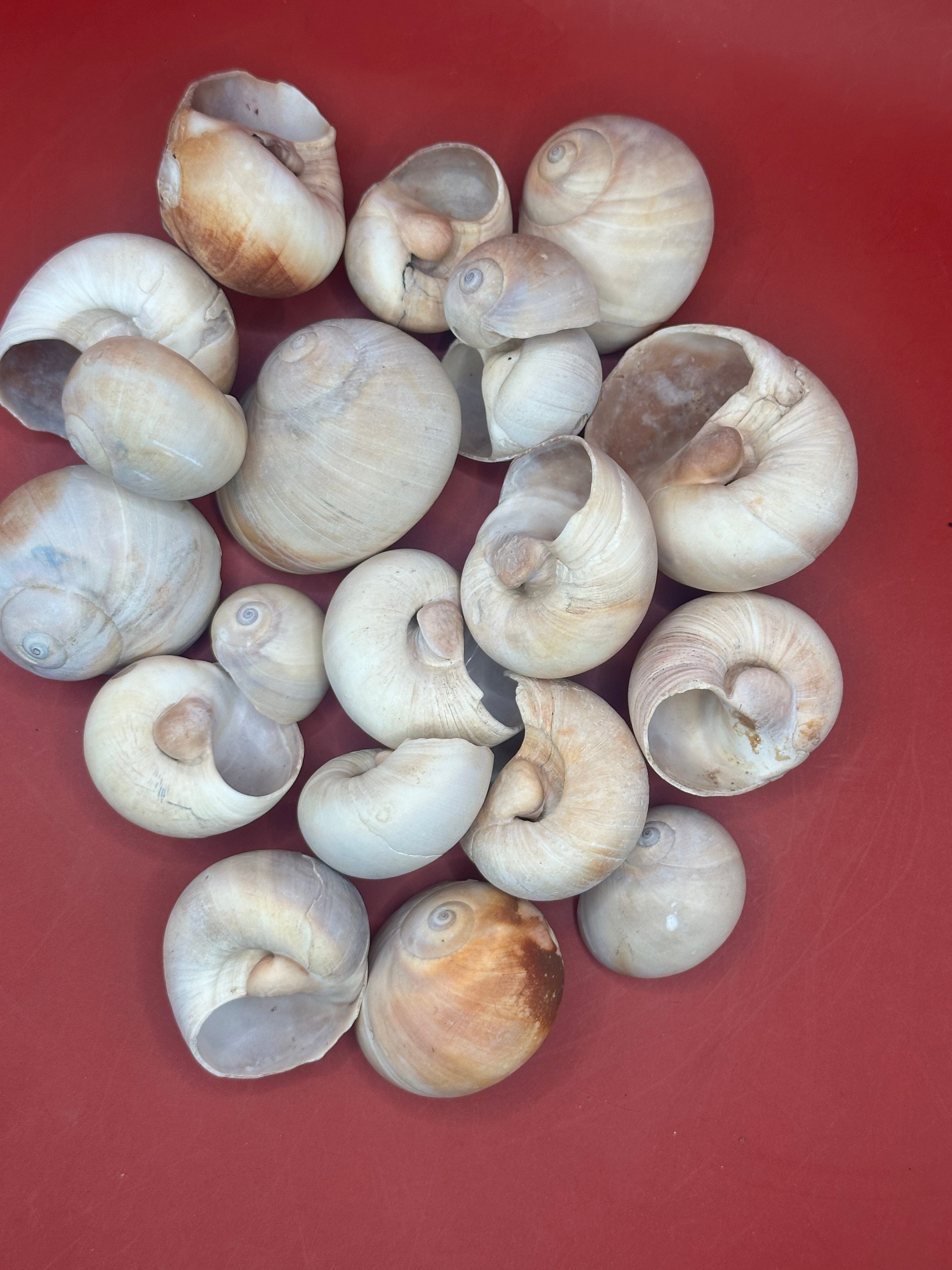 Beach Collected Whale’s Eye Moon Snail Shells – 1-2" Natural Craft Shells (Neverita didyma)