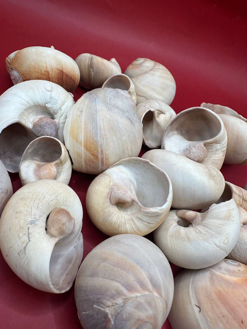 Beach Collected Whale’s Eye Moon Snail Shells – 1-2" Natural Craft Shells (Neverita didyma)