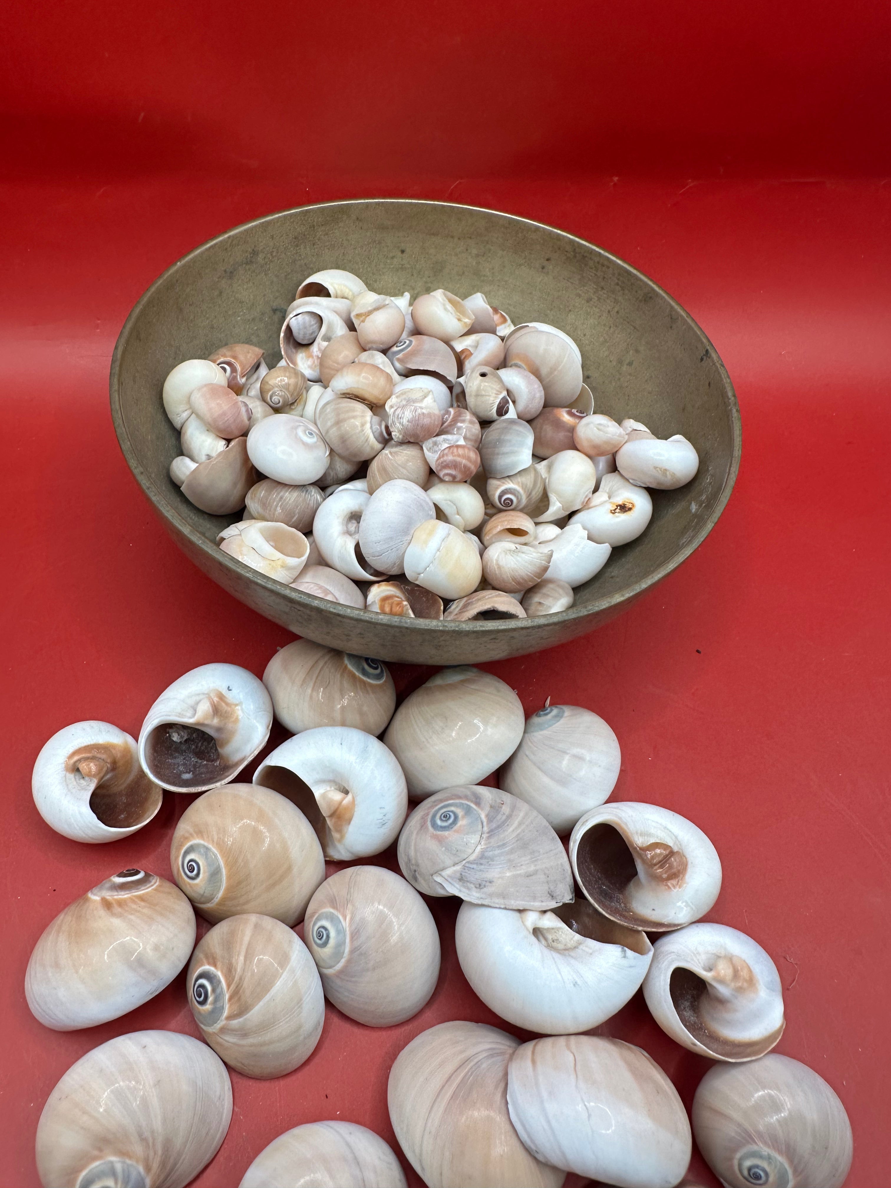 Processed Whale’s Eye Moon Snail Shells – 1" & 1-1.5" Craft Shells (Neverita didyma)