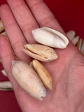 Bulk Olive Shells (Olividae) – 1.5 lbs Beach Weathered Craft Shells 1-2"