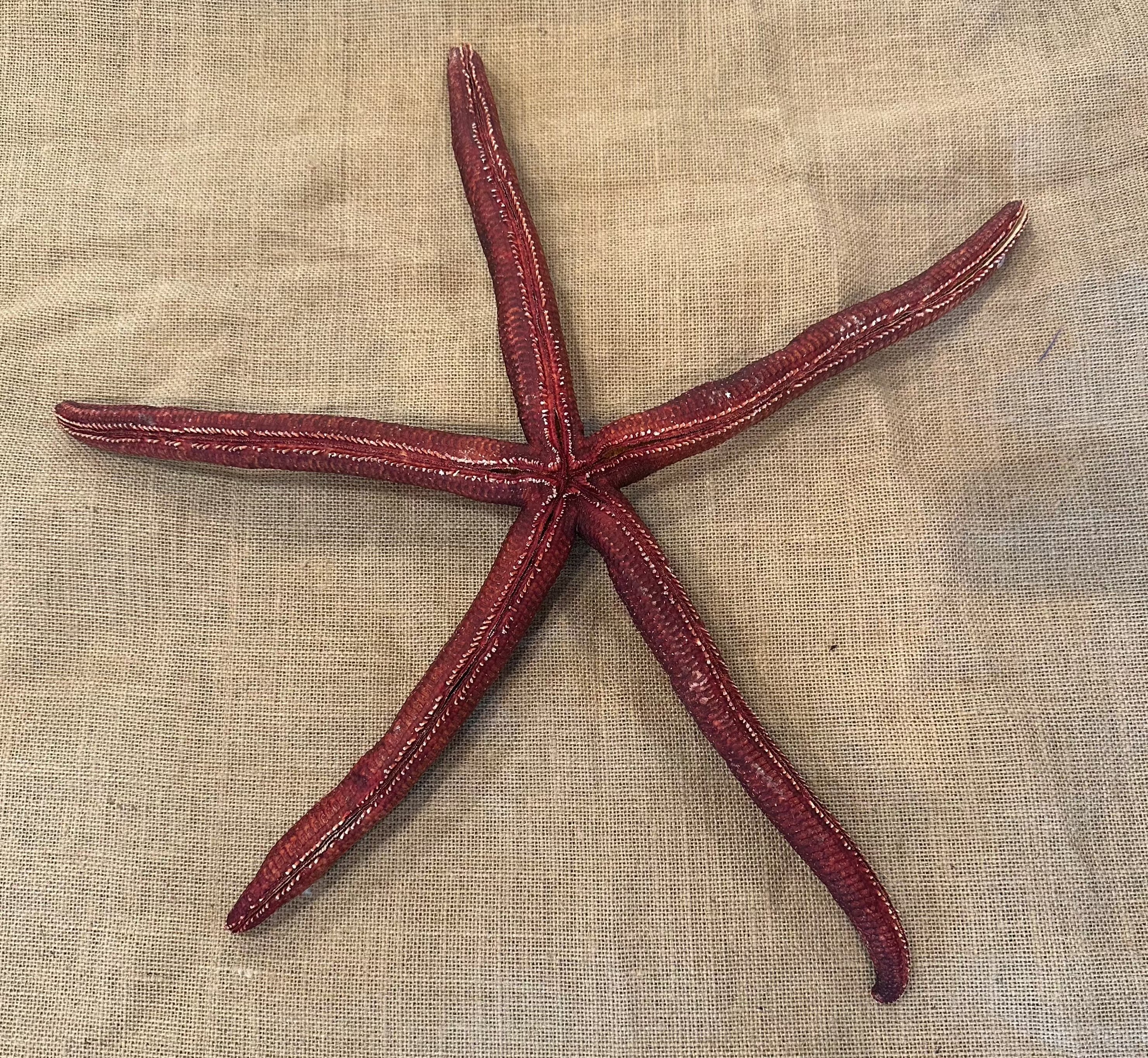 Giant Red Starfish 20"