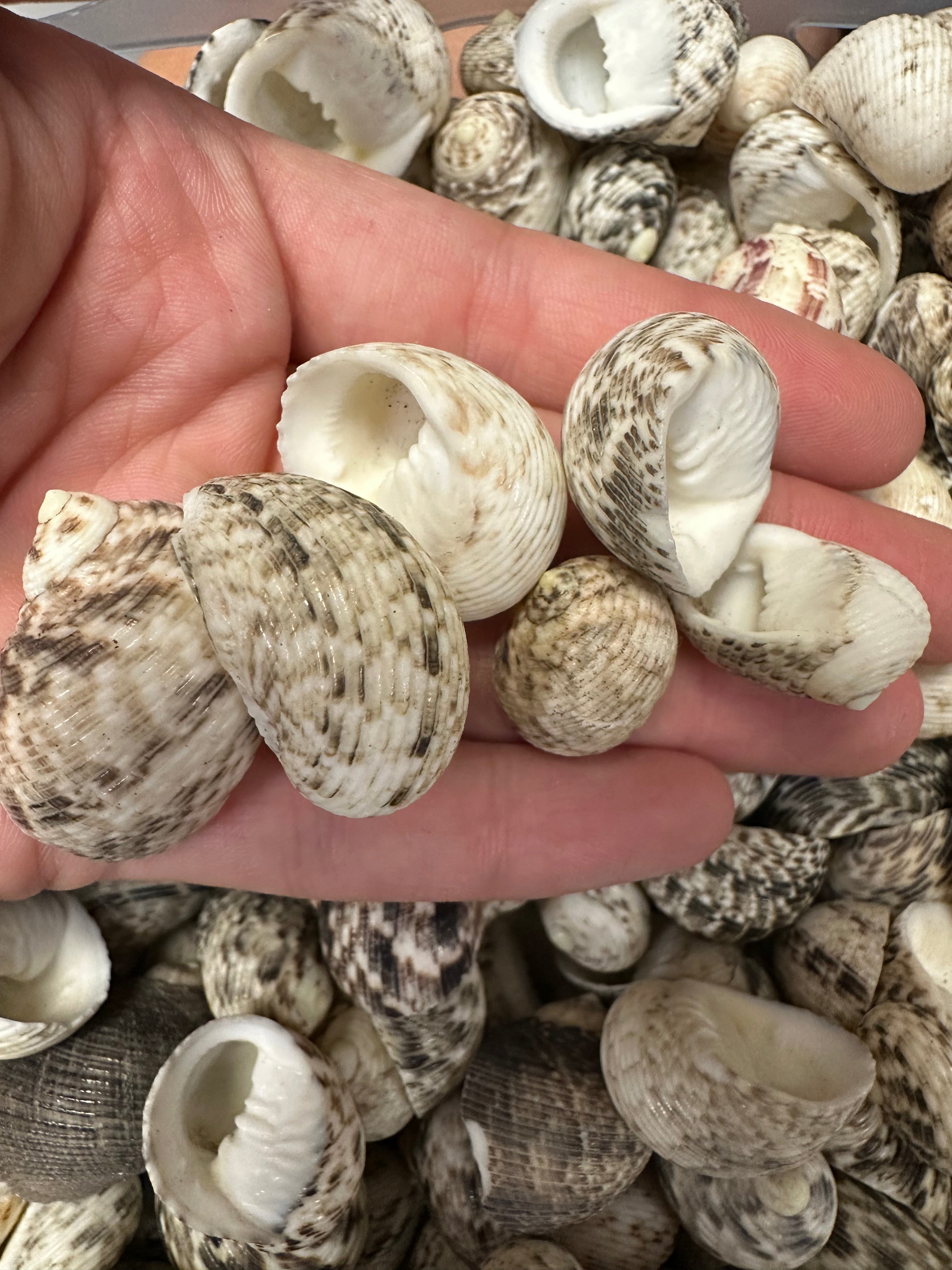Mixed Nerita Shells – 1” & Under Craft Shells Nerita sp.