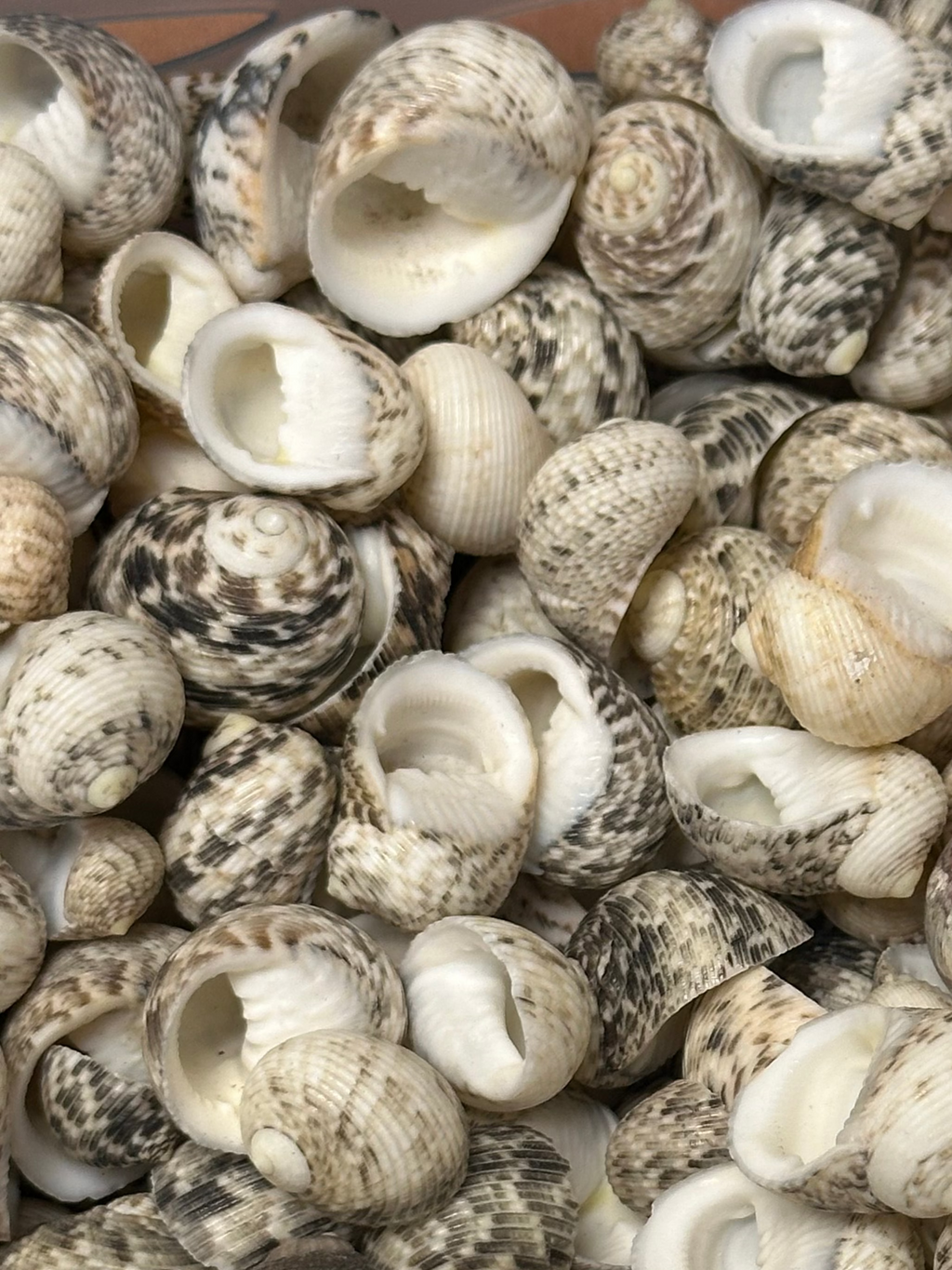 Mixed Nerita Shells – 1” & Under Craft Shells Nerita sp.