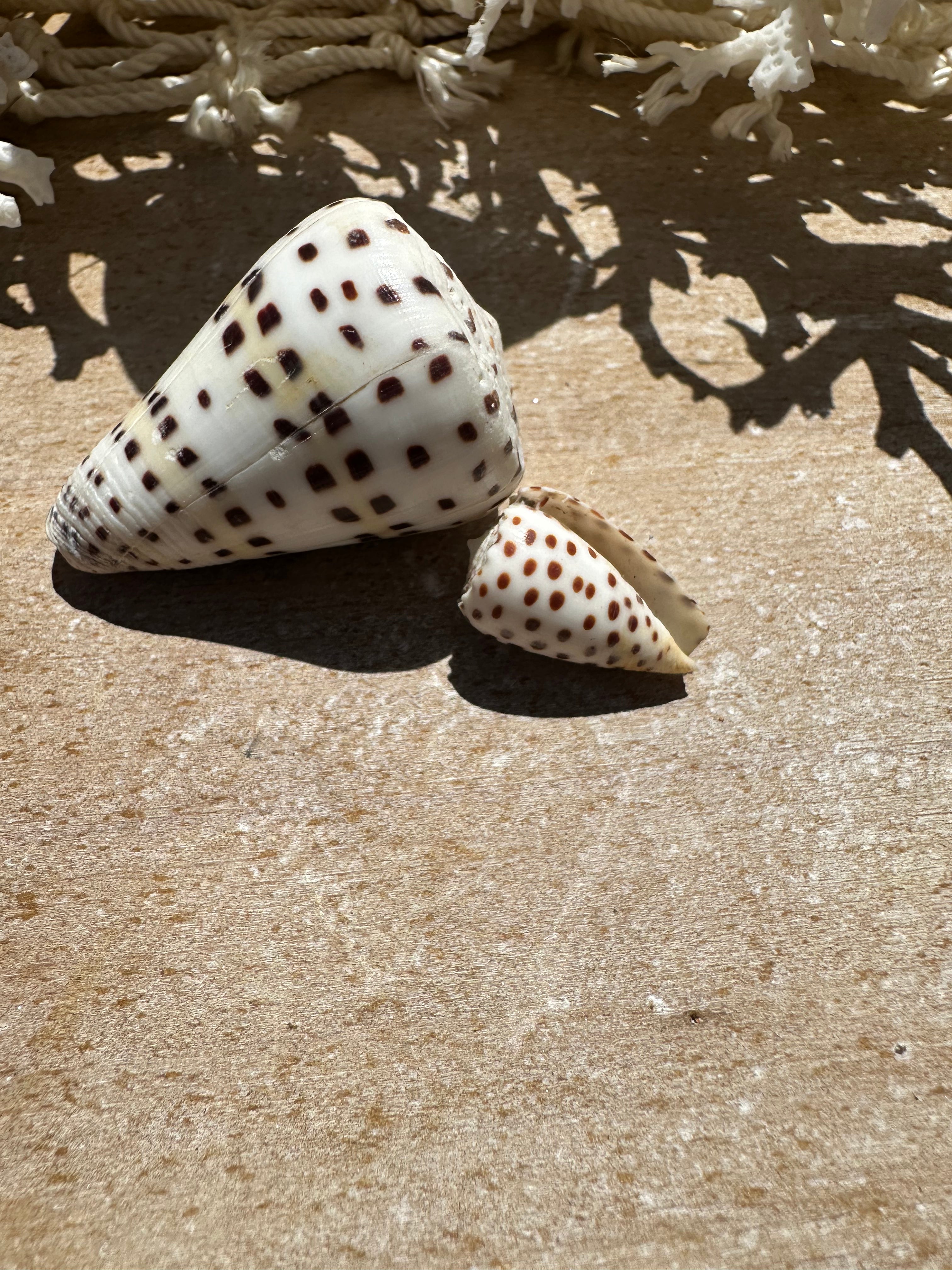 Ivory Cone Shell Duo with Documentation – Perhentian Island – Set of 2