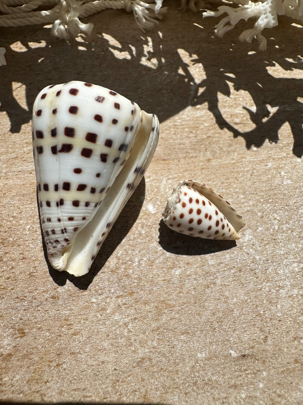 Ivory Cone Shell Duo with Documentation – Perhentian Island – Set of 2