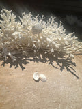Mini Tapes conspersus Shell Pair with Documentation – Small Matched Display Shells