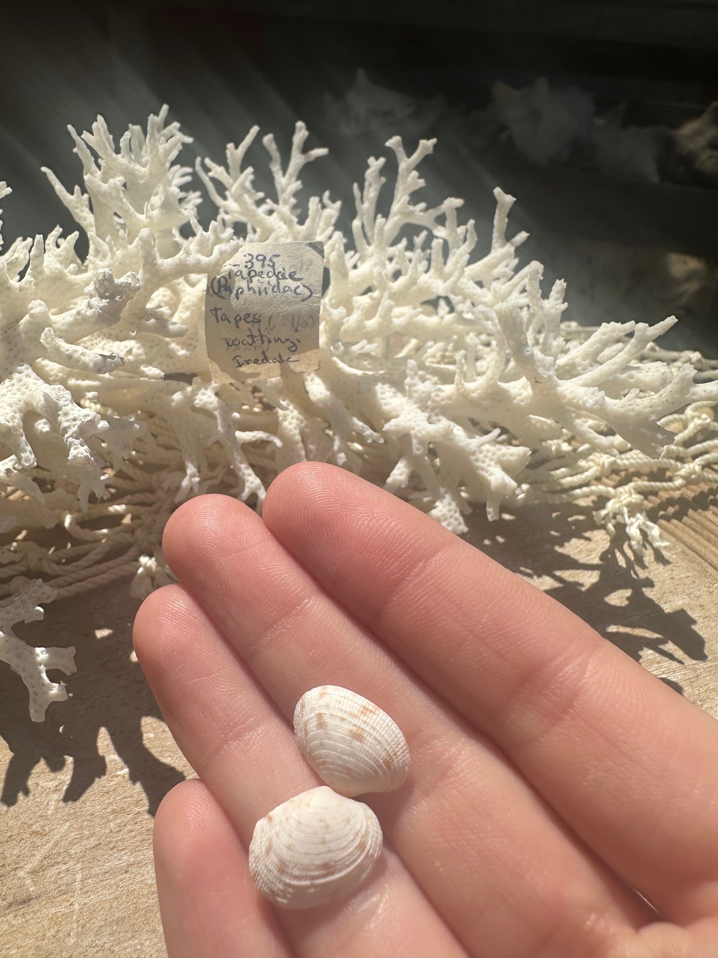 Mini Tapes conspersus Shell Pair with Documentation – Small Matched Display Shells
