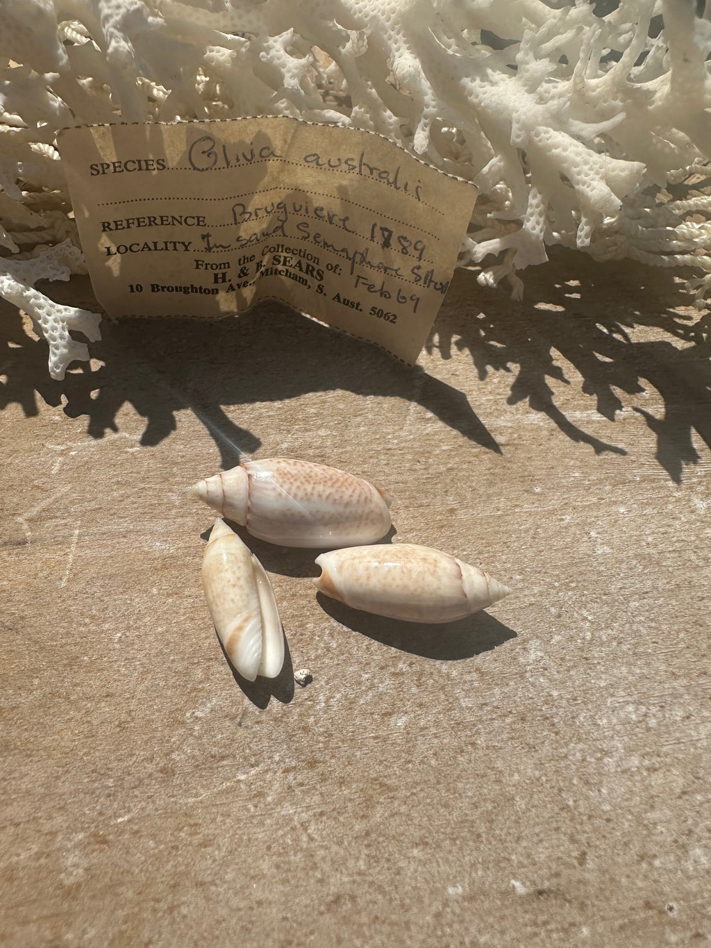 Oliva australis Trio with 1969 Documentation – Vintage Display Shells