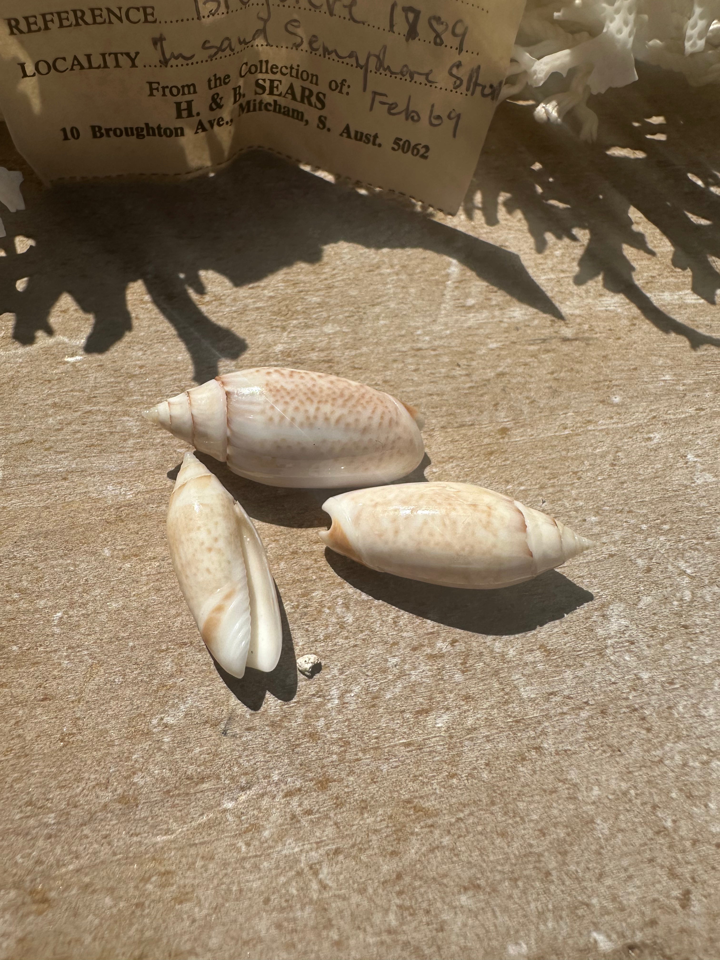 Oliva australis Trio with 1969 Documentation – Vintage Display Shells
