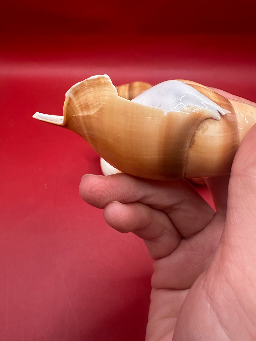 Bulk Arabian Tibia Spindle Shells – 3–5” for Crafting & DIY Projects