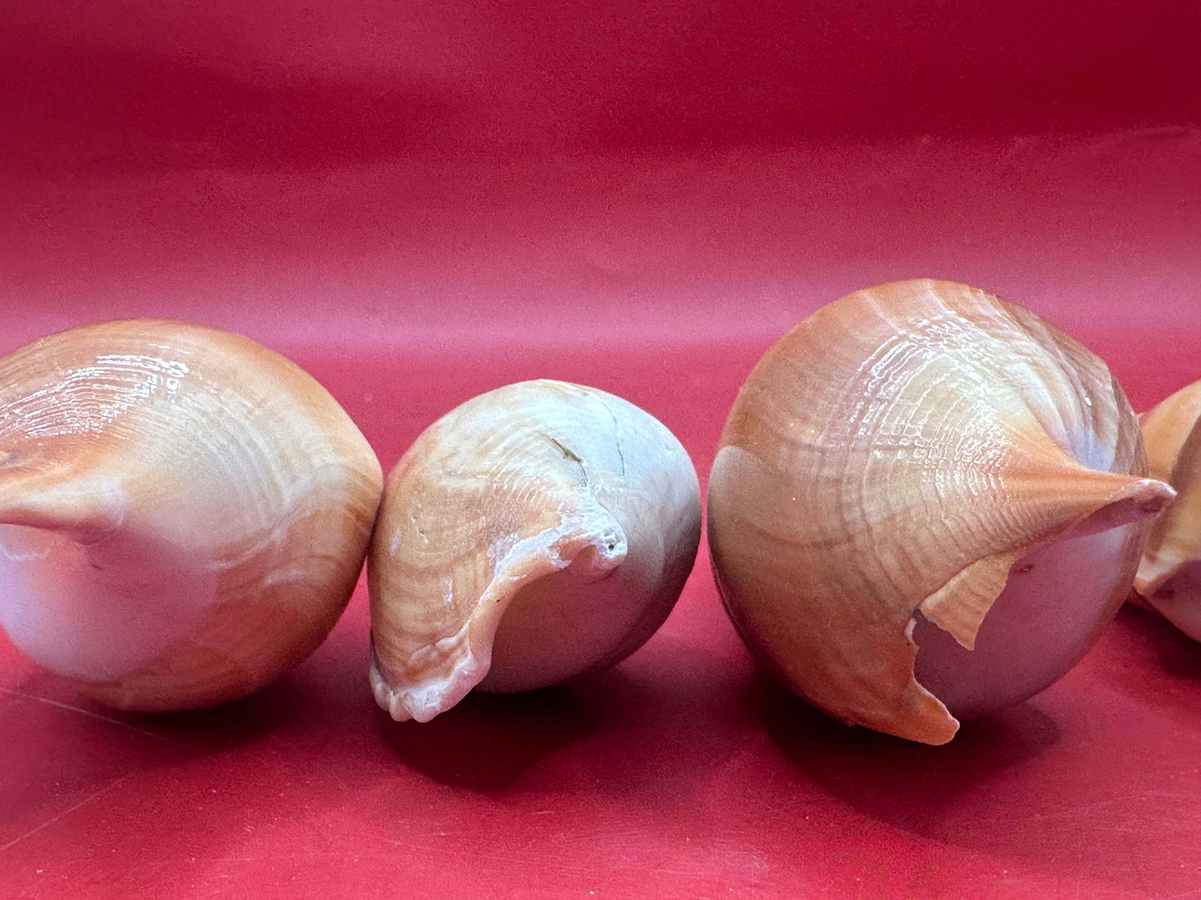 Bulk Arabian Tibia Spindle Shells – 3–5” for Crafting & DIY Projects