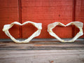 Authentic Shark Jaws