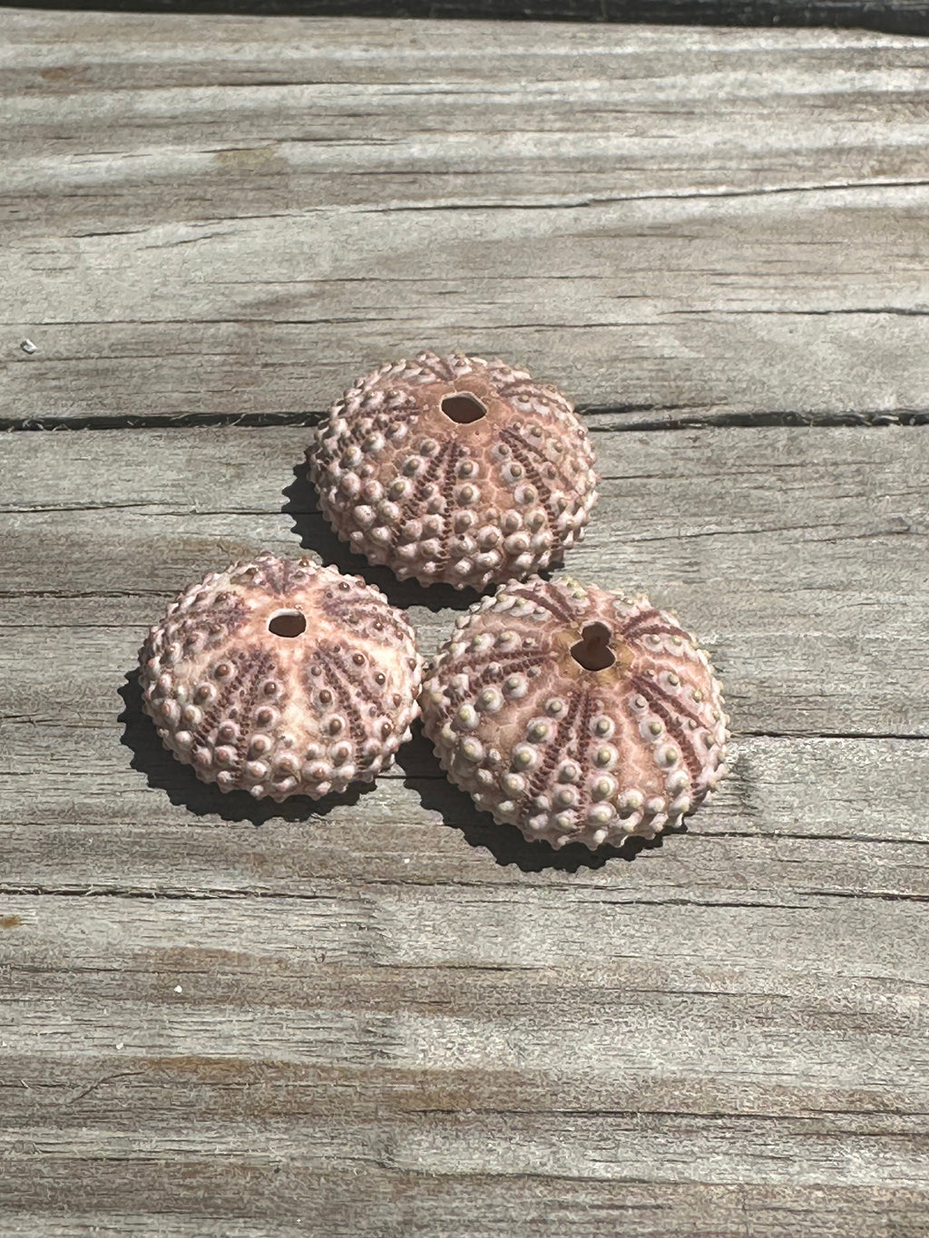 Abracia lixula Black Sea Urchin Shell