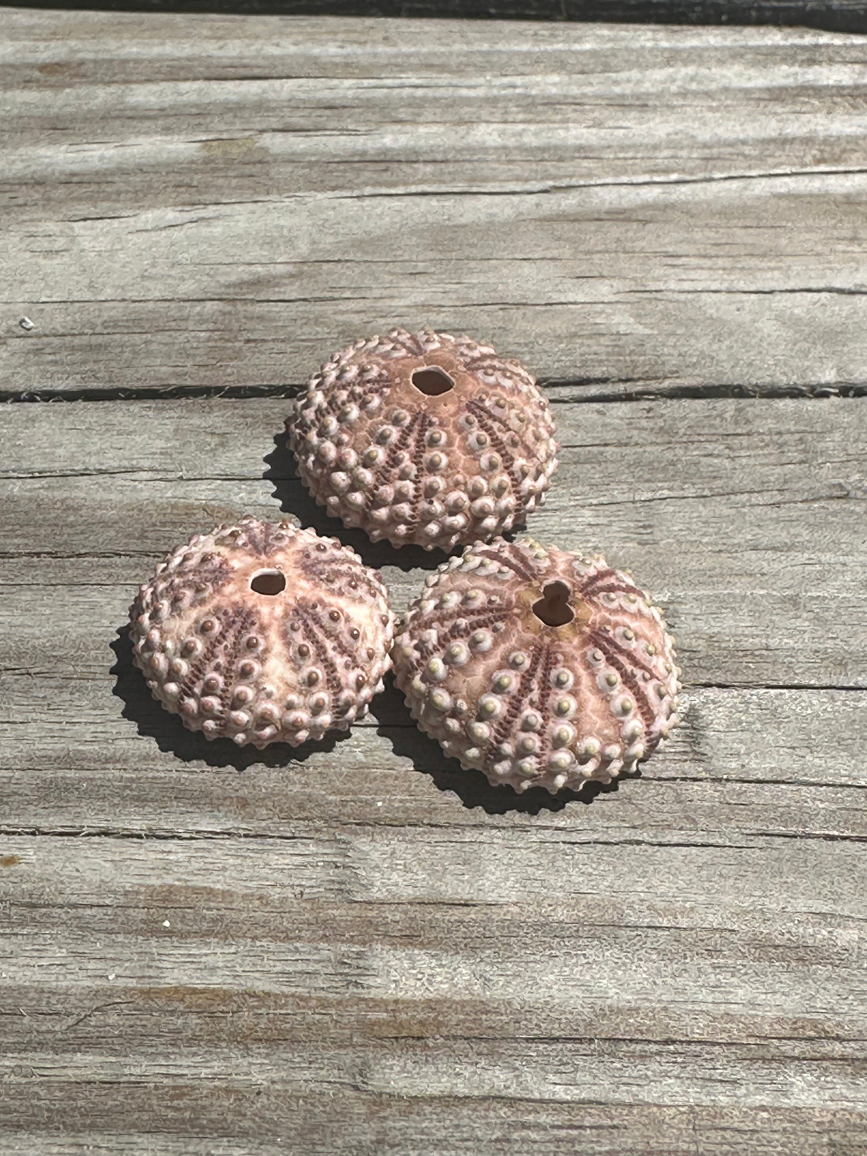 Abracia lixula Black Sea Urchin Shell