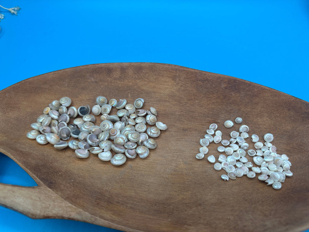 Bulk Pearl Umbonium Shells Button Snail – Small Craft Shells for DIY & Wedding Decor