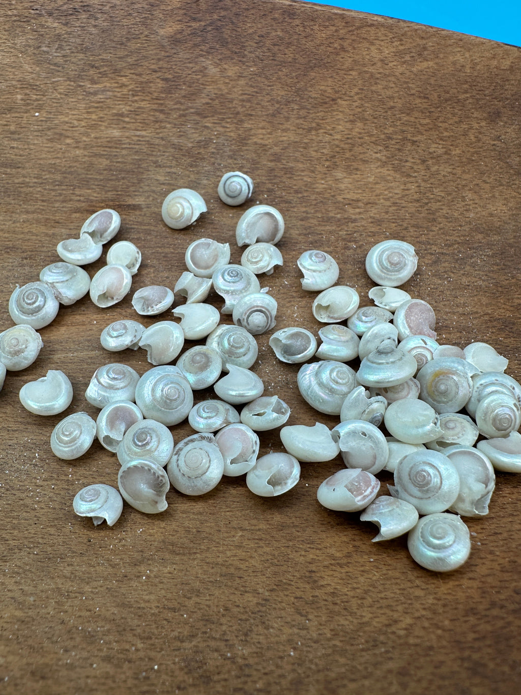 Bulk Pearl Umbonium Shells Button Snail – Small Craft Shells for DIY & Wedding Decor