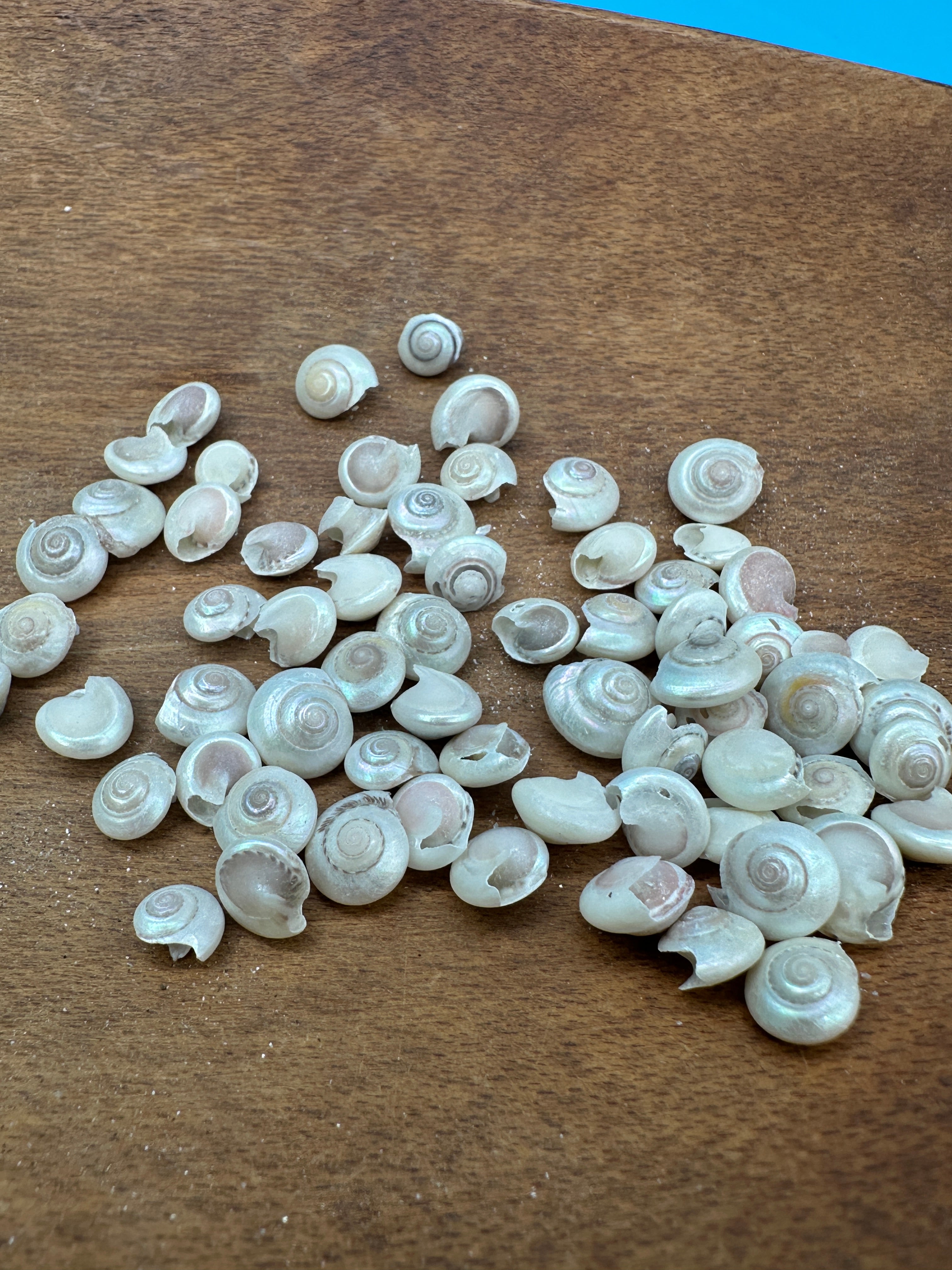 Bulk Pearl Umbonium Shells Button Snail – Small Craft Shells for DIY & Wedding Decor