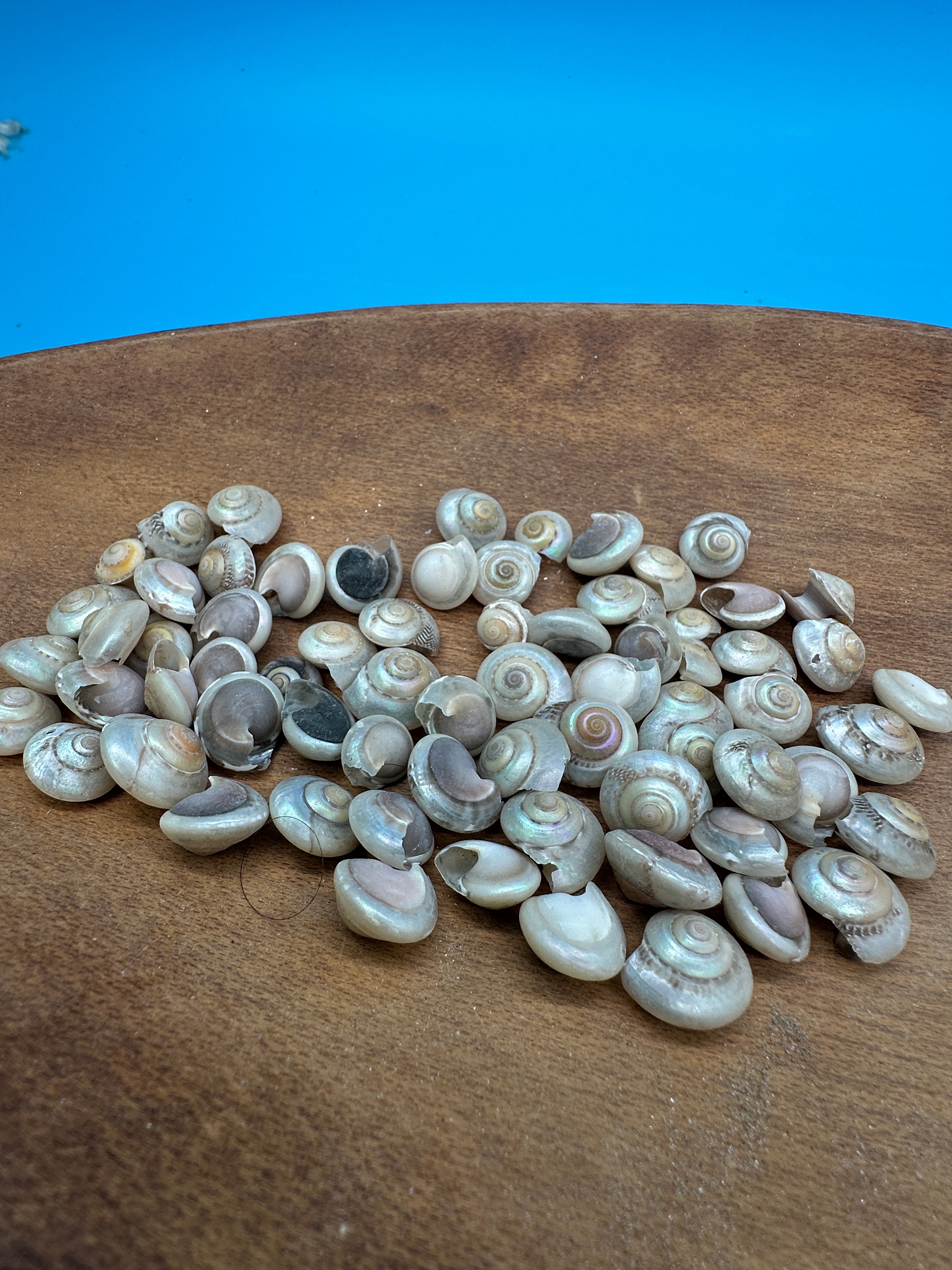 Bulk Pearl Umbonium Shells Button Snail – Small Craft Shells for DIY & Wedding Decor
