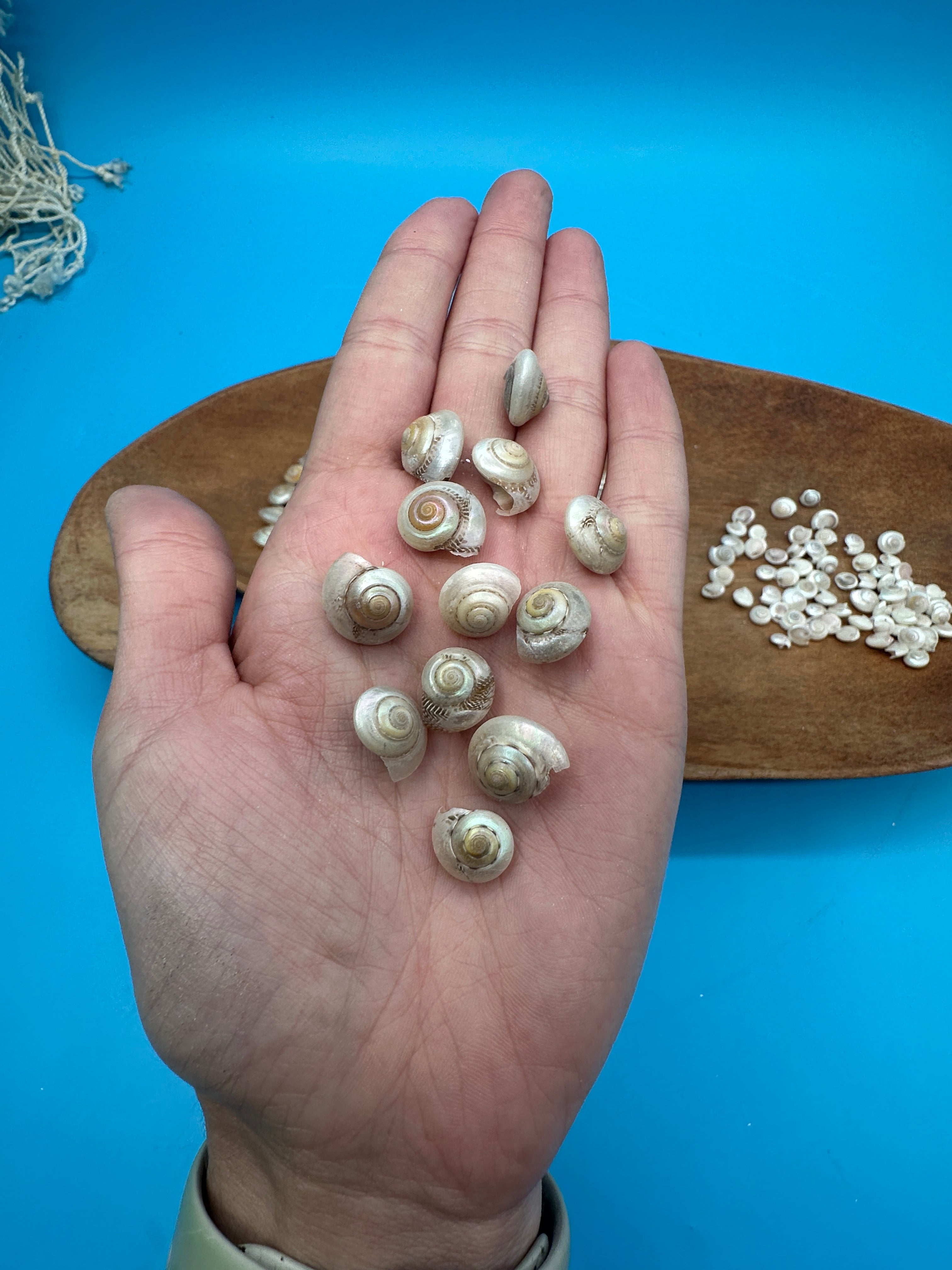 Bulk Pearl Umbonium Shells Button Snail – Small Craft Shells for DIY & Wedding Decor