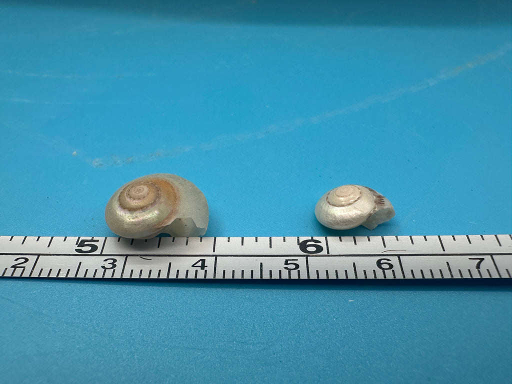 Bulk Pearl Umbonium Shells Button Snail – Small Craft Shells for DIY & Wedding Decor